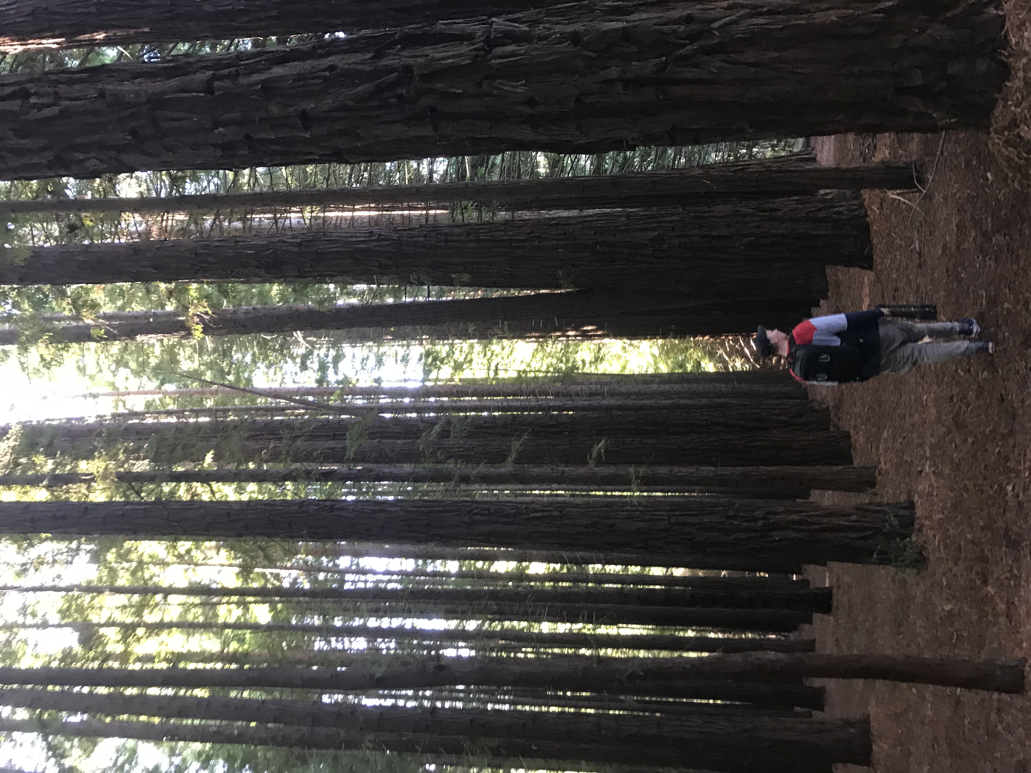 Explore Warburton's Sequoia Forest