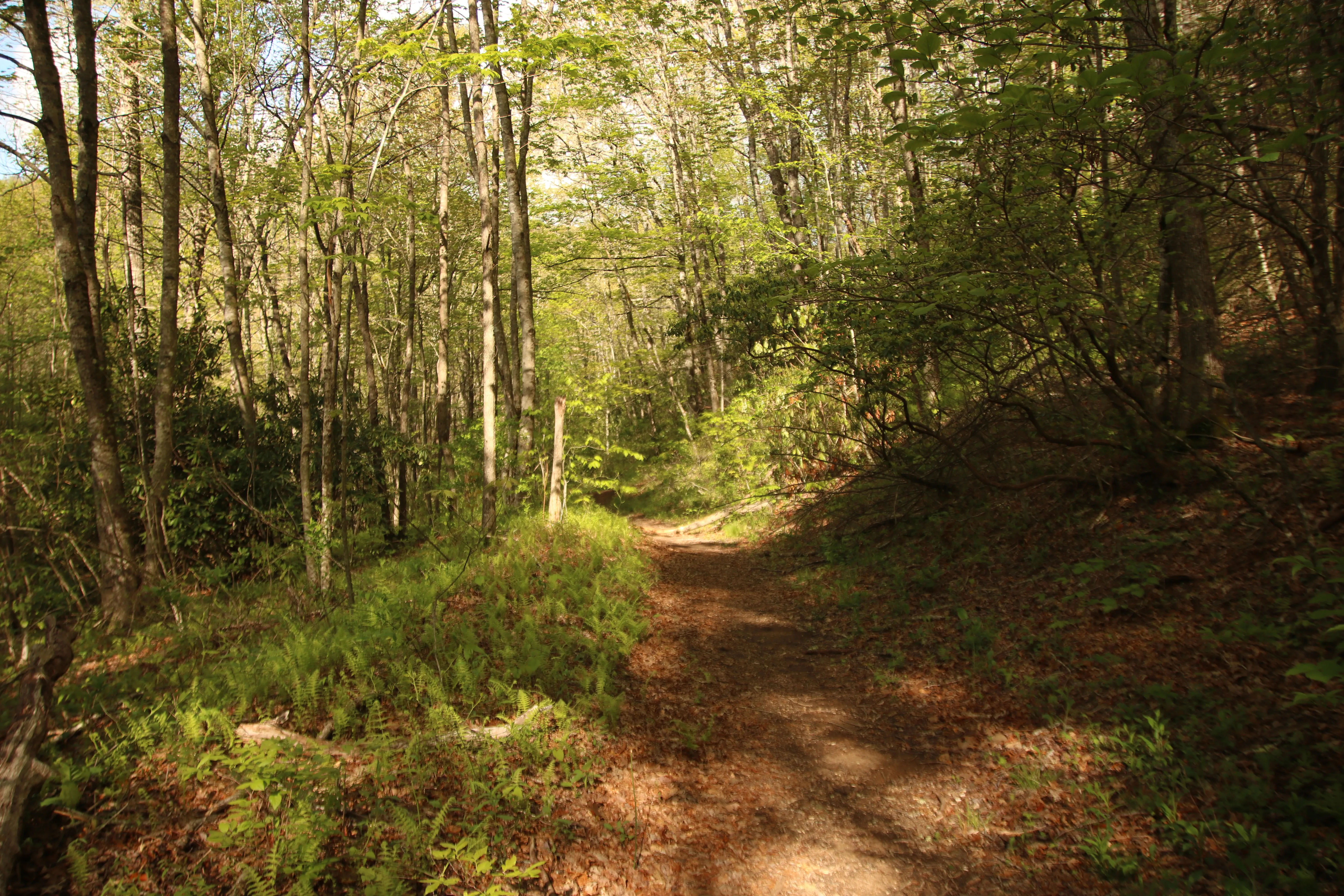Hike to Dill Falls