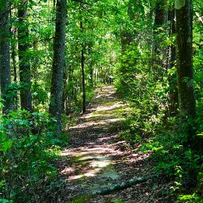 Hike the Nature Trail at Woods Bay State Park