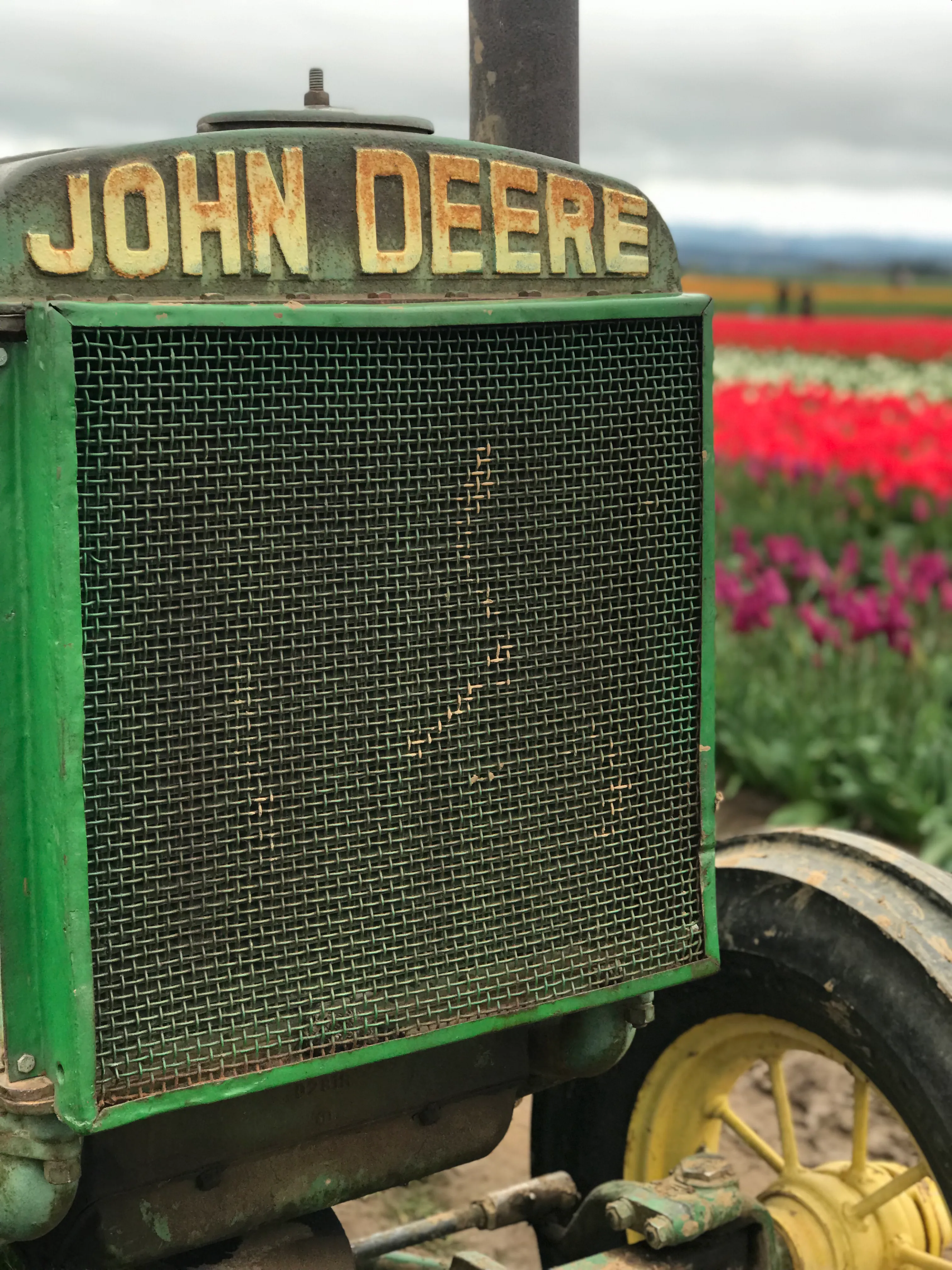 Explore the Woodburn Shoe Tulip Farm