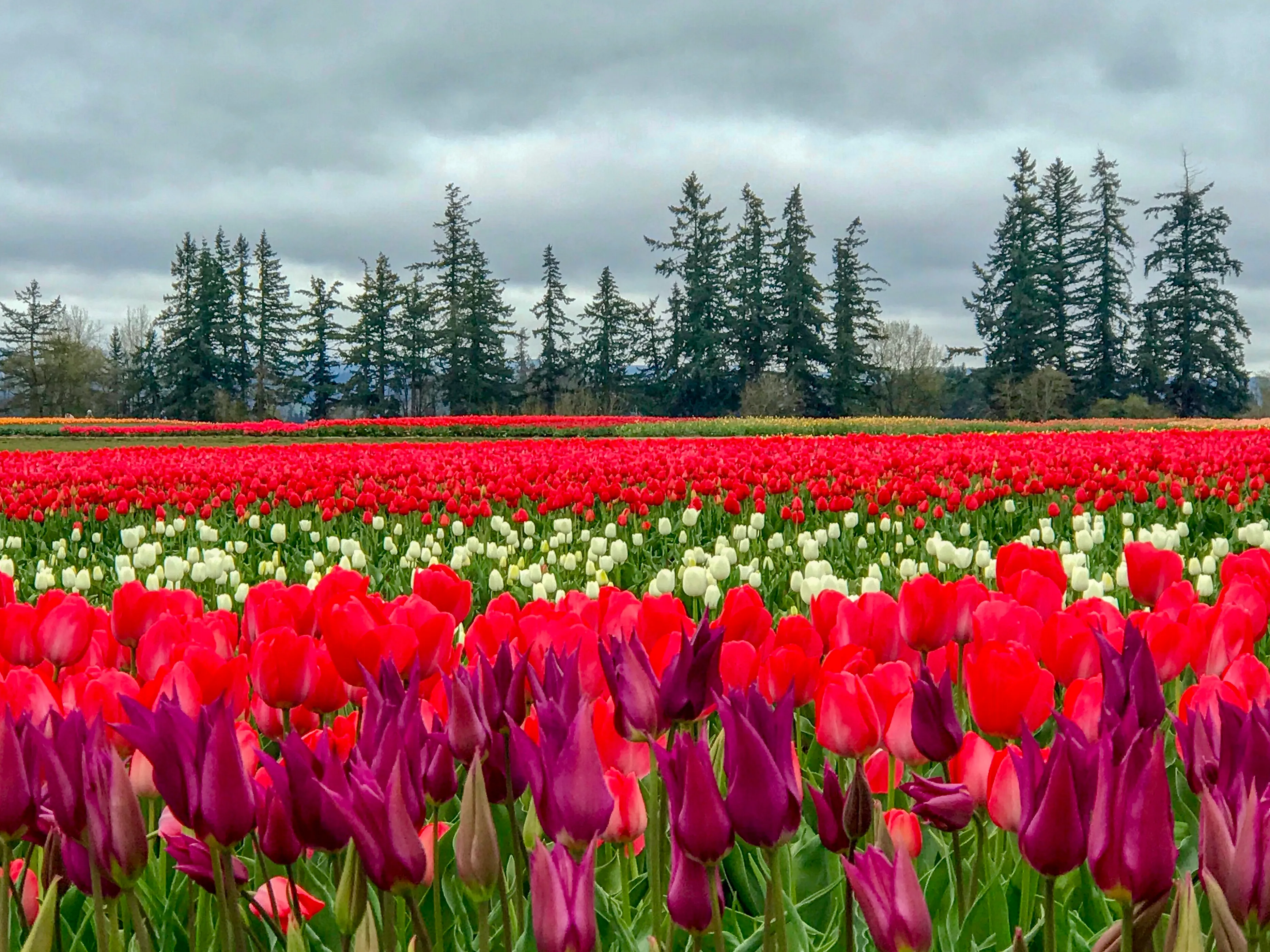 Explore the Woodburn Shoe Tulip Farm
