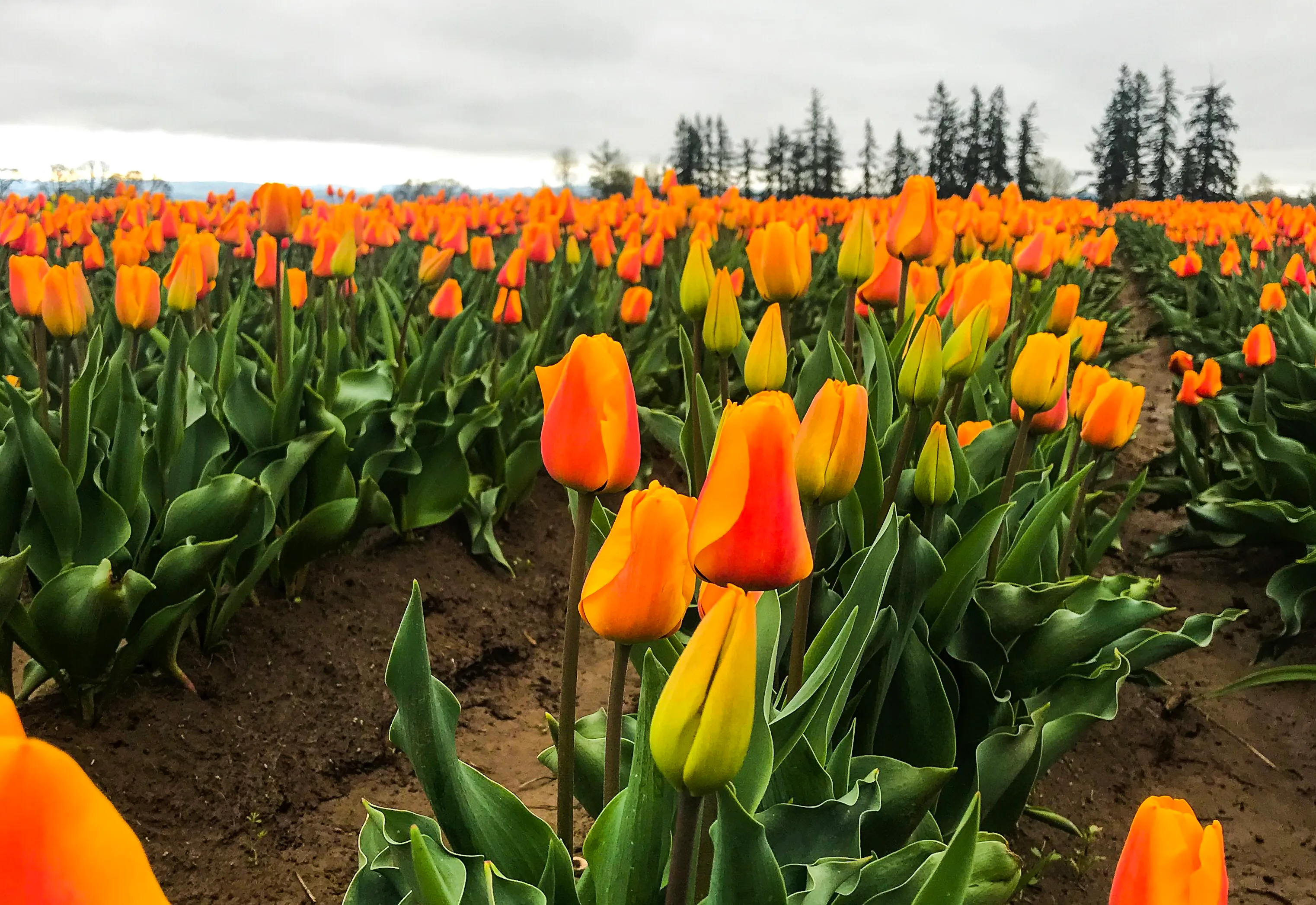 Explore the Woodburn Shoe Tulip Farm