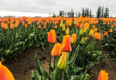 Explore the Woodburn Shoe Tulip Farm