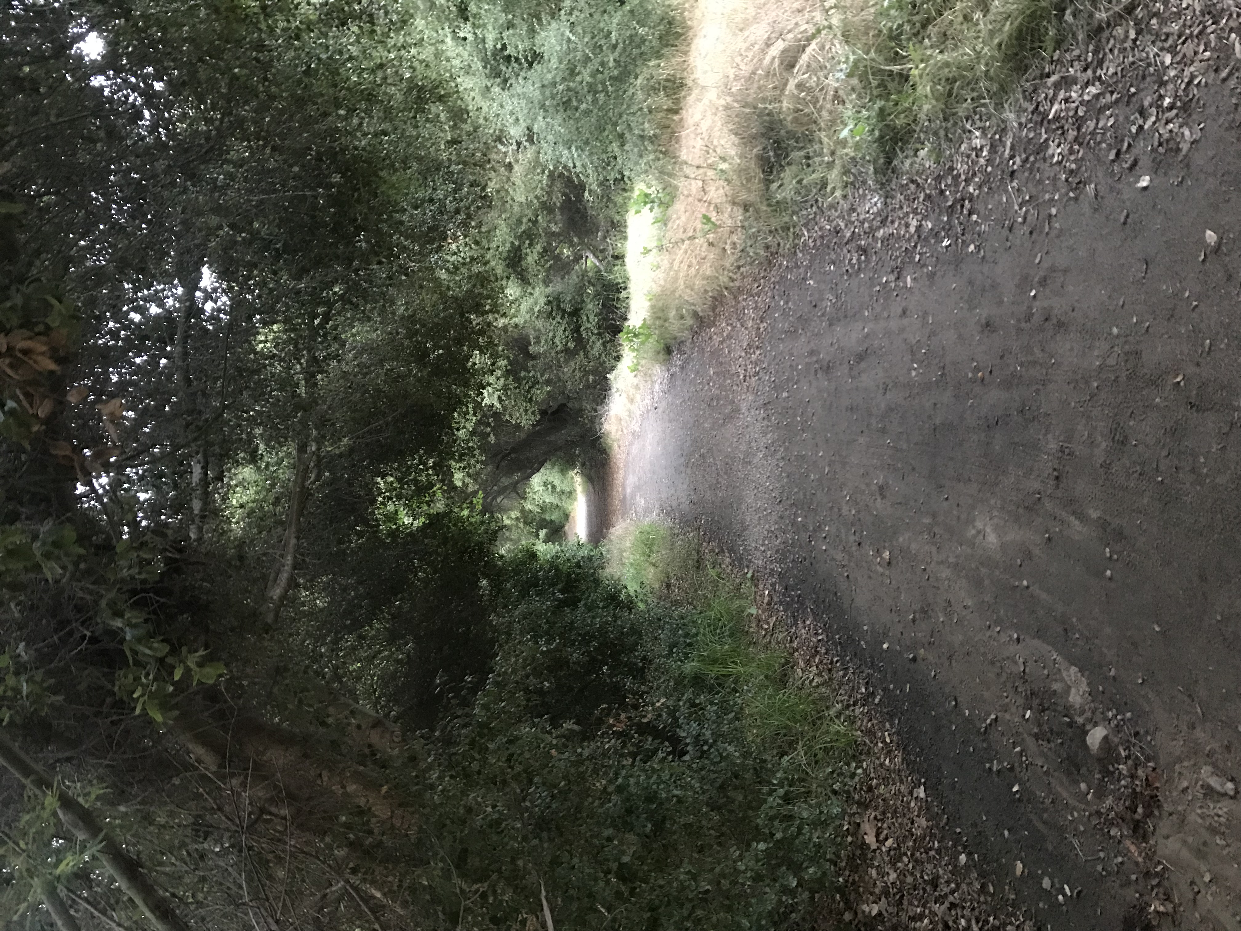 Rose Canyon Trail 