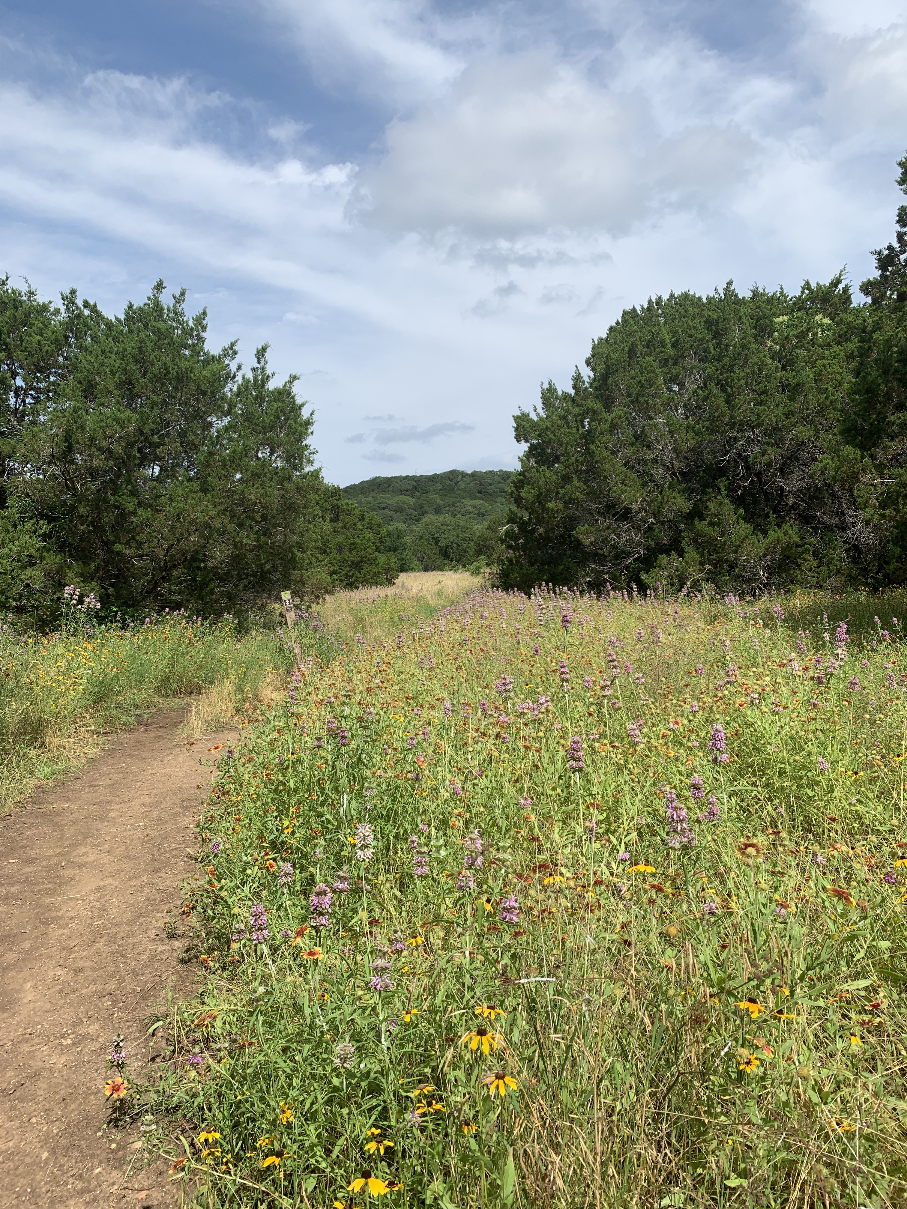 St. Edwards Park Yellow & Blue Trails