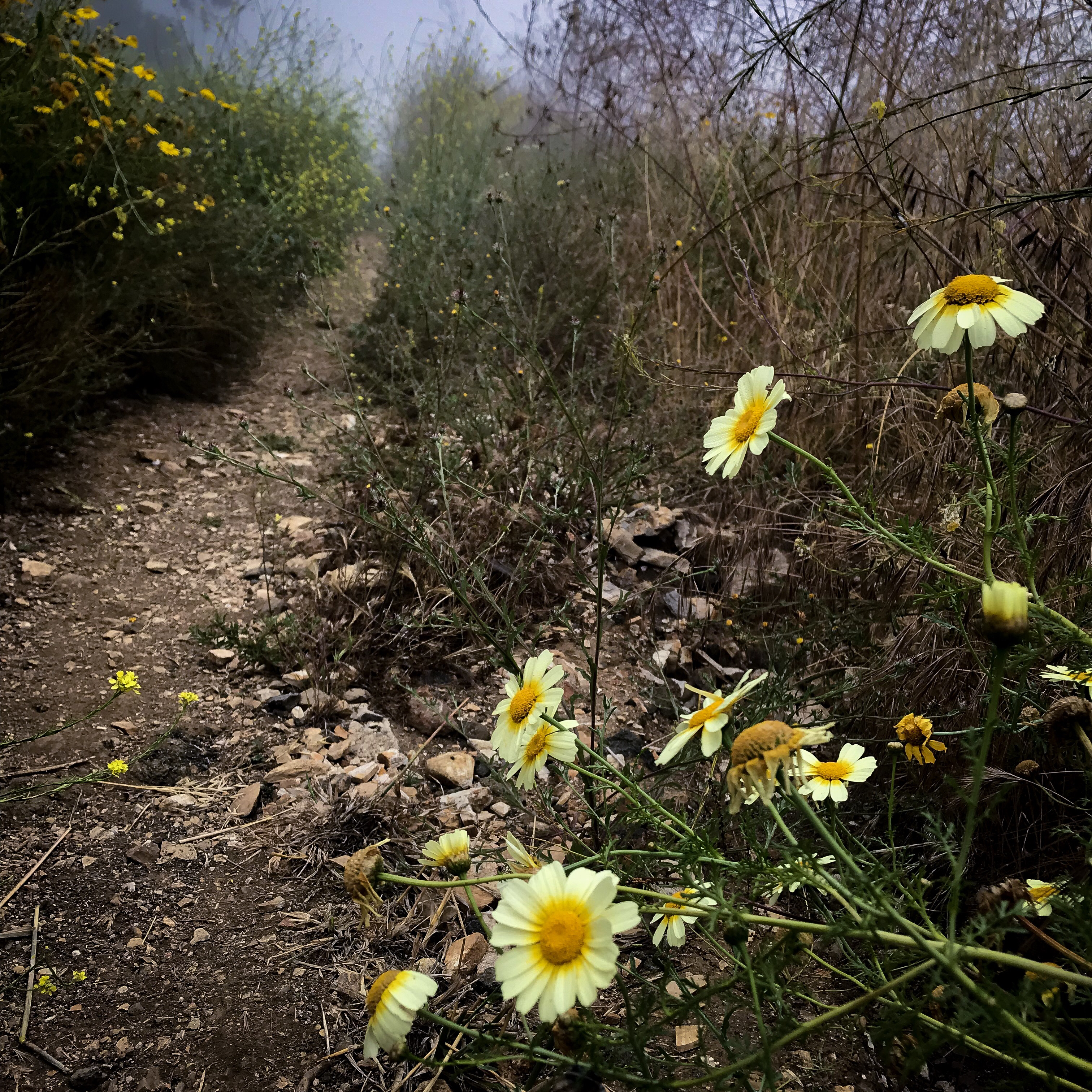 Burma Road Trail & Ishibashi Trail Loop