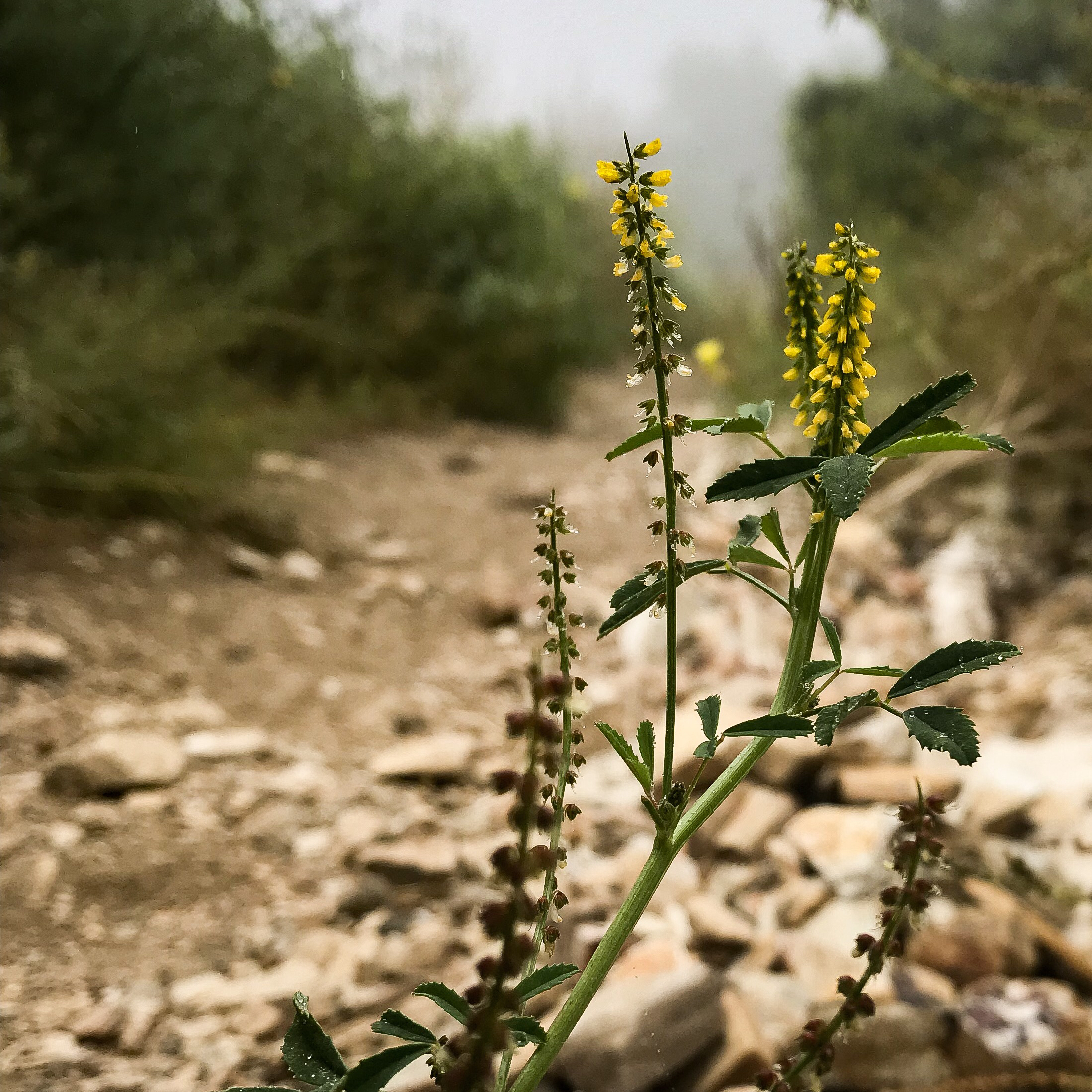 Burma Road Trail & Ishibashi Trail Loop