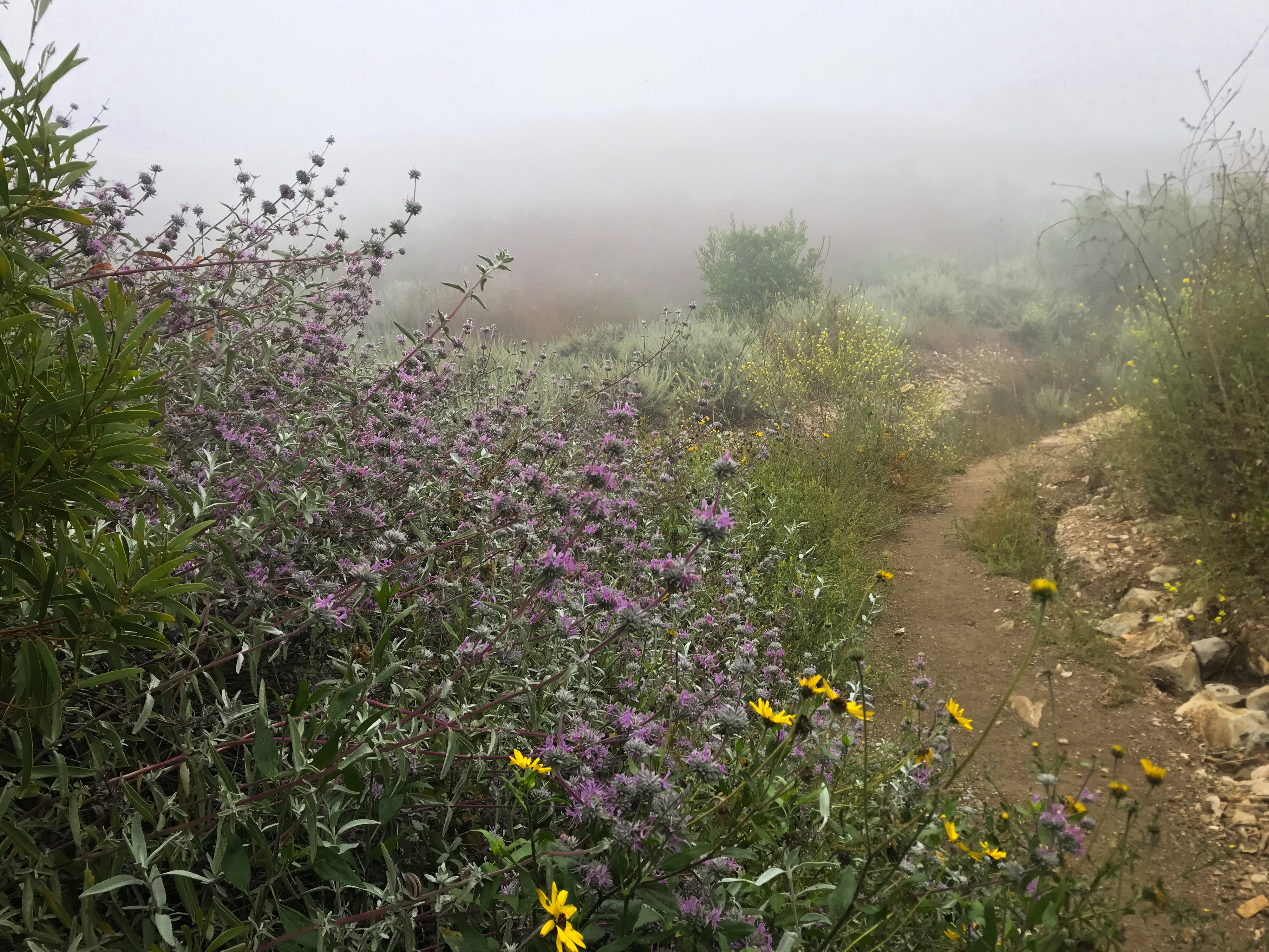 Burma Road Trail & Ishibashi Trail Loop