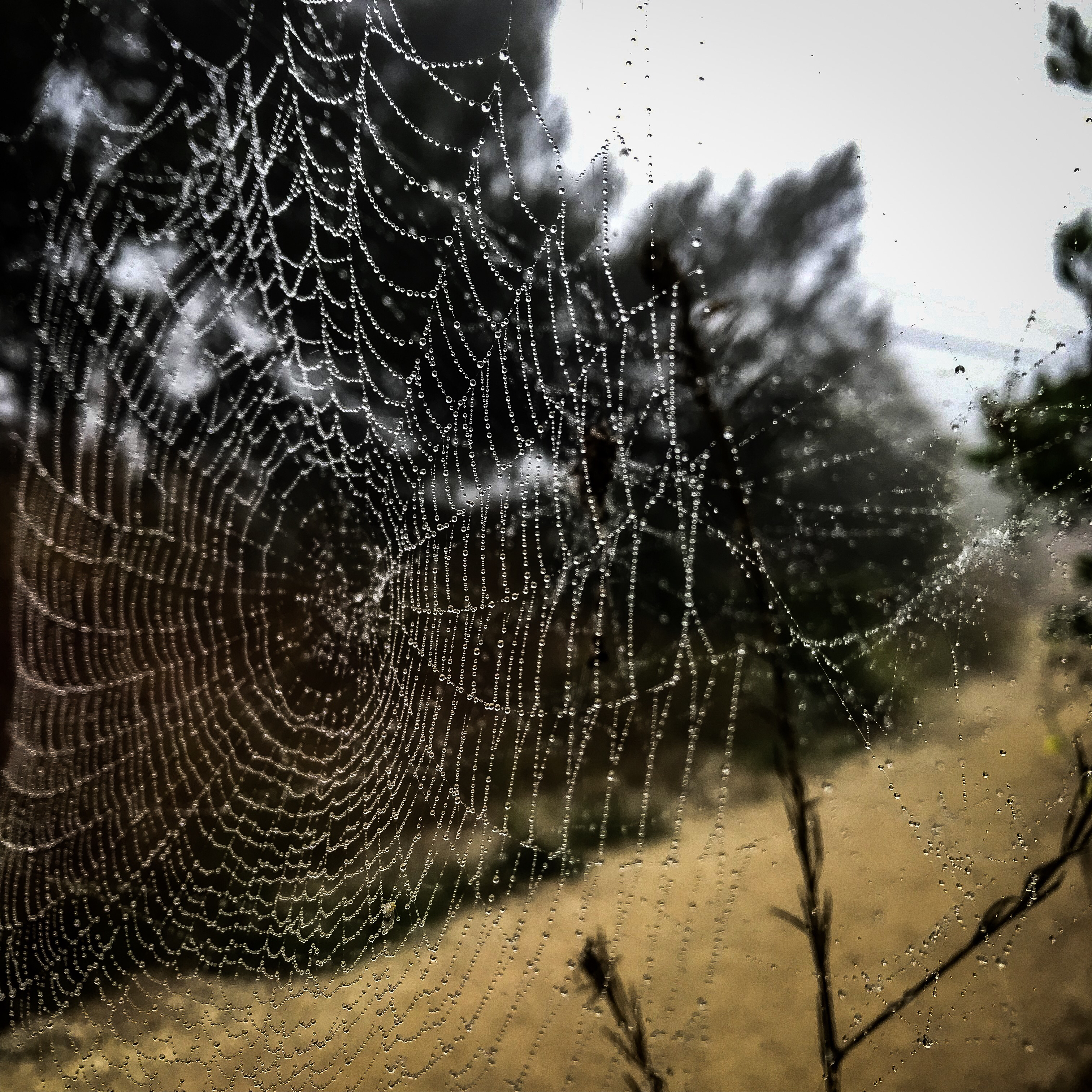 Burma Road Trail & Ishibashi Trail Loop