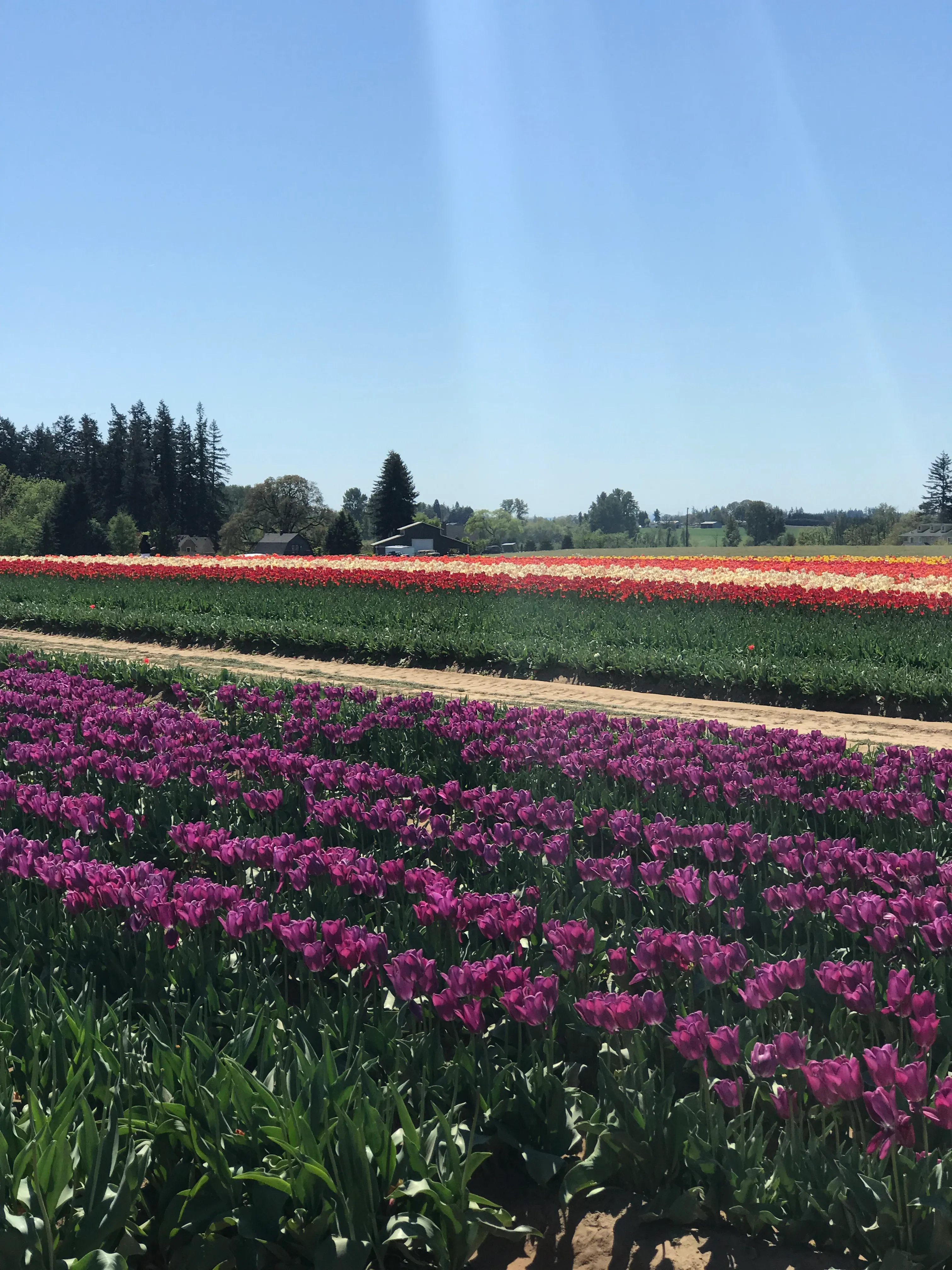 Explore the Woodburn Shoe Tulip Farm