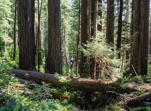 Spend your first weekend in Redwoods National and State Parks 