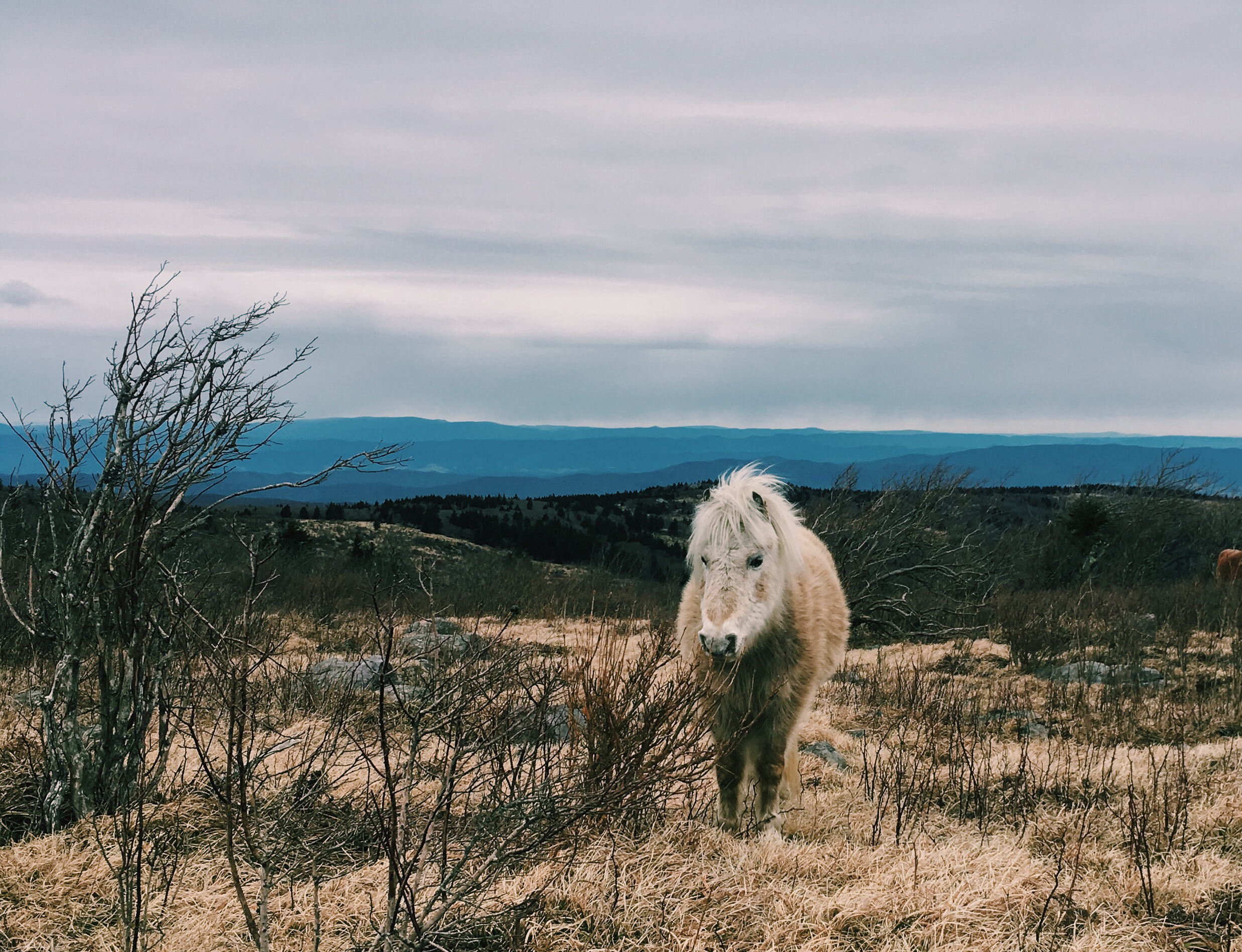 Photograph Wild Horses at Grayson Highlands State Park