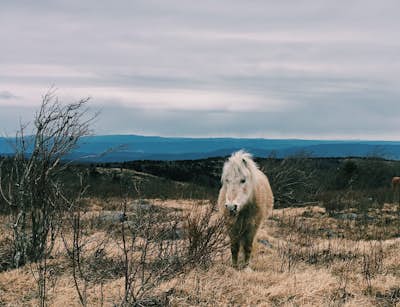 Photograph Wild Horses at Grayson Highlands State Park