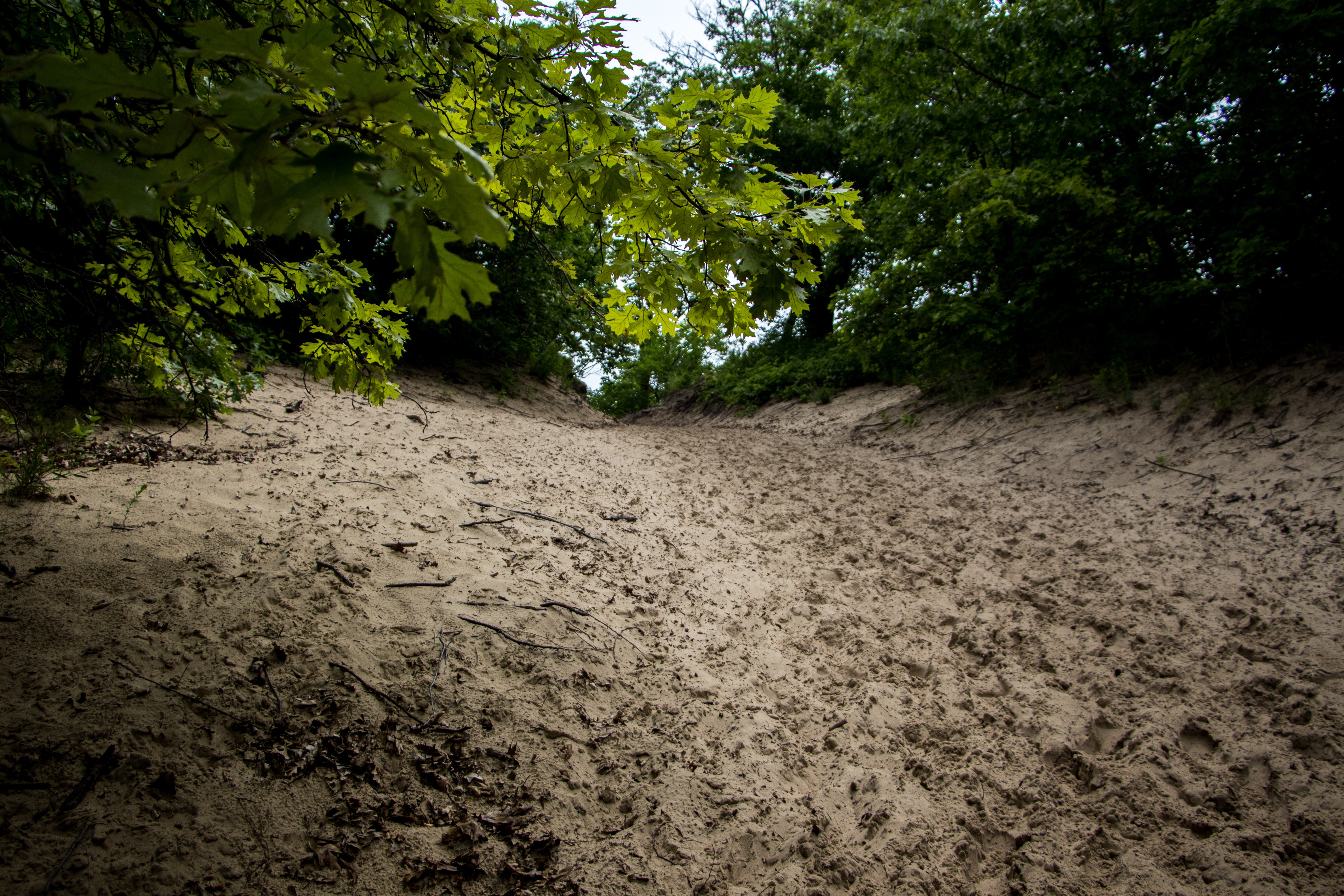 Dune Succession Trail