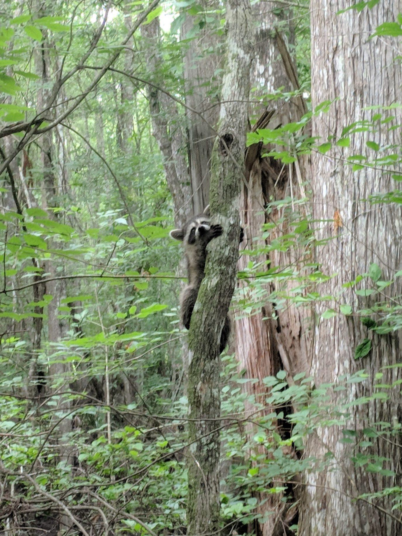 Walk around Audubon Swamp 