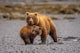 Photograph Brown Bears in Lake Clark National Park