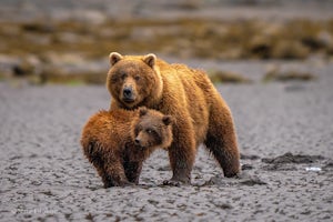 Photograph Brown Bears in Lake Clark National Park