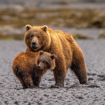 Photograph Brown Bears in Lake Clark National Park