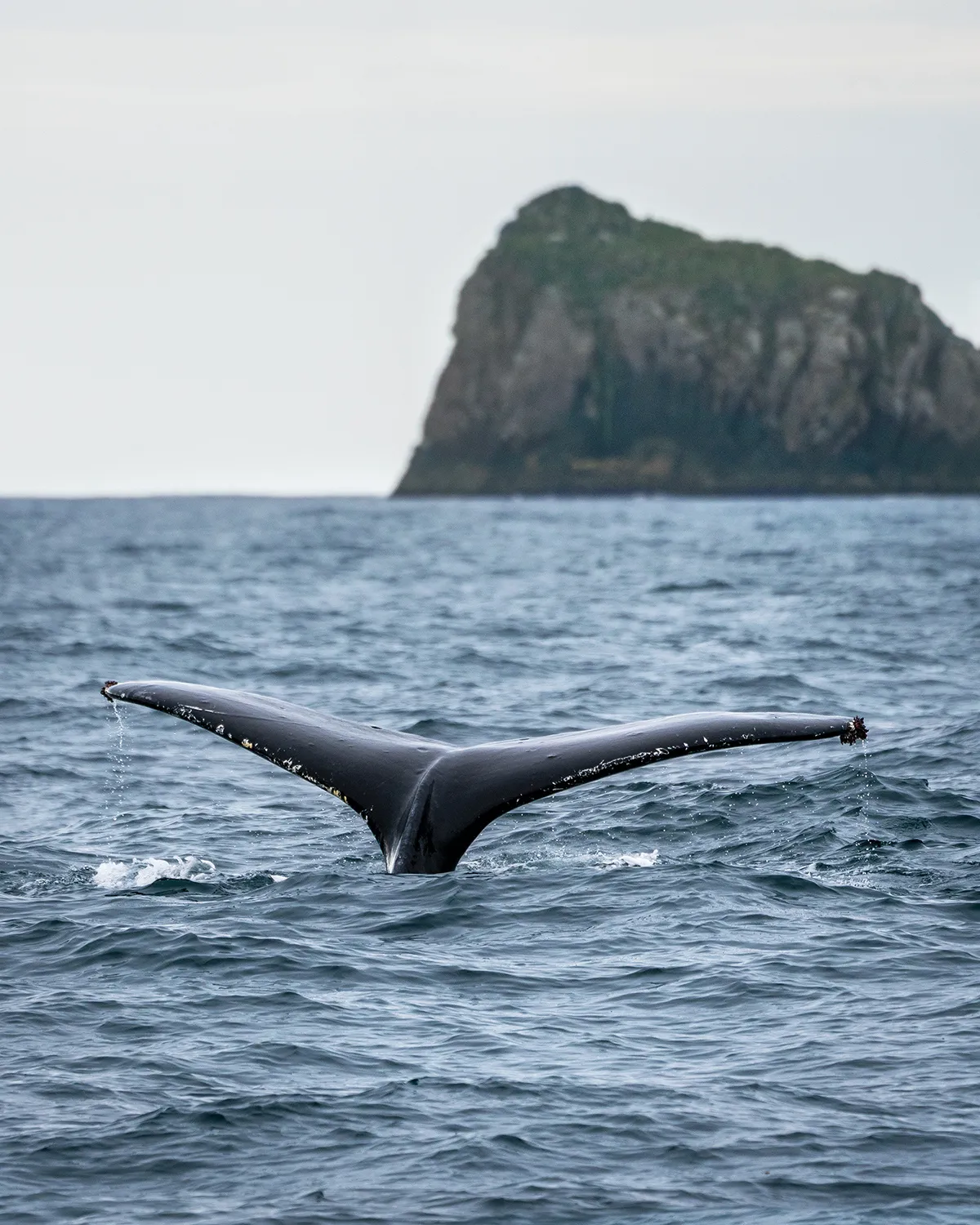 Explore Kenai Fjords National Park