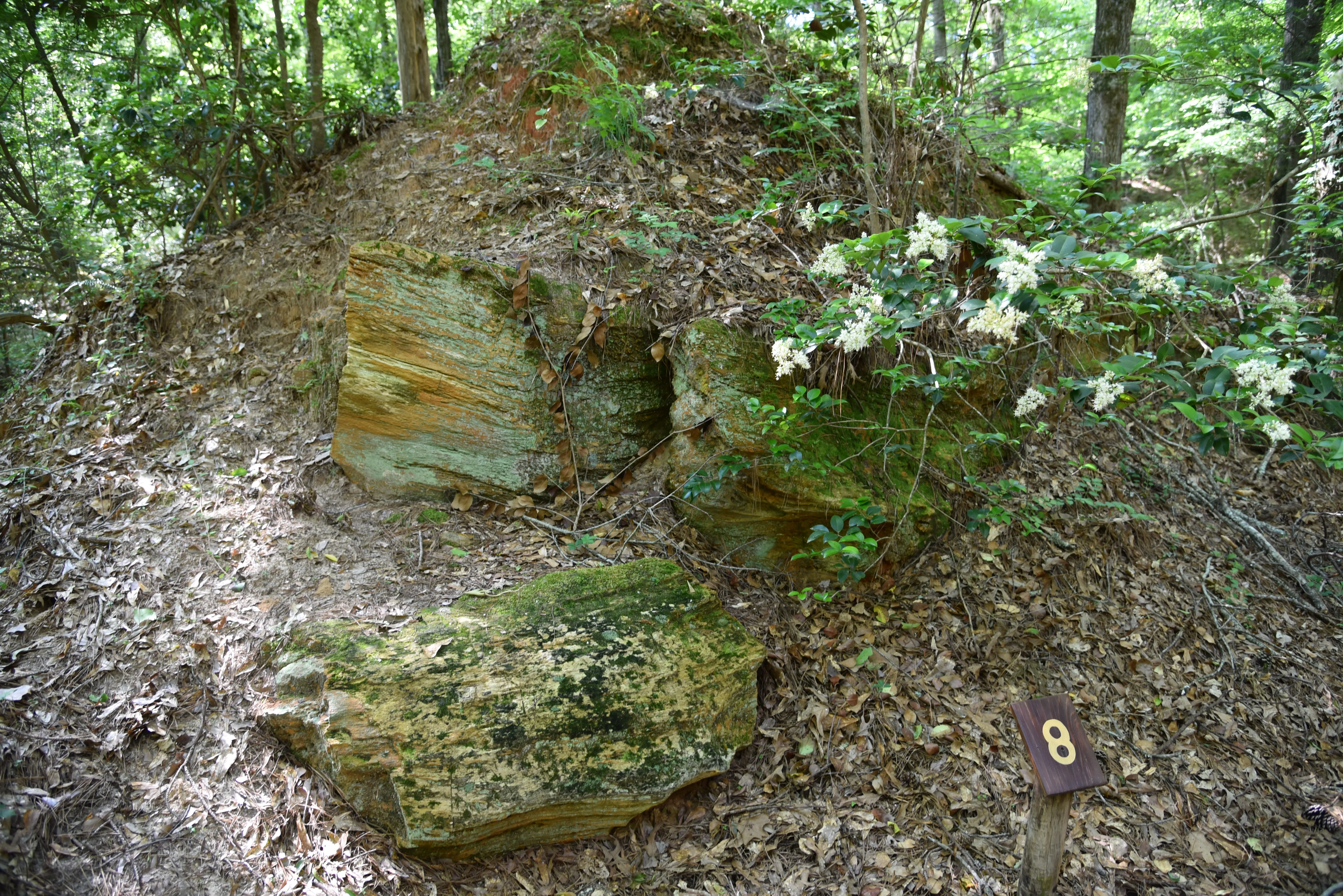 Walk Through the Mississippi Petrified Forest