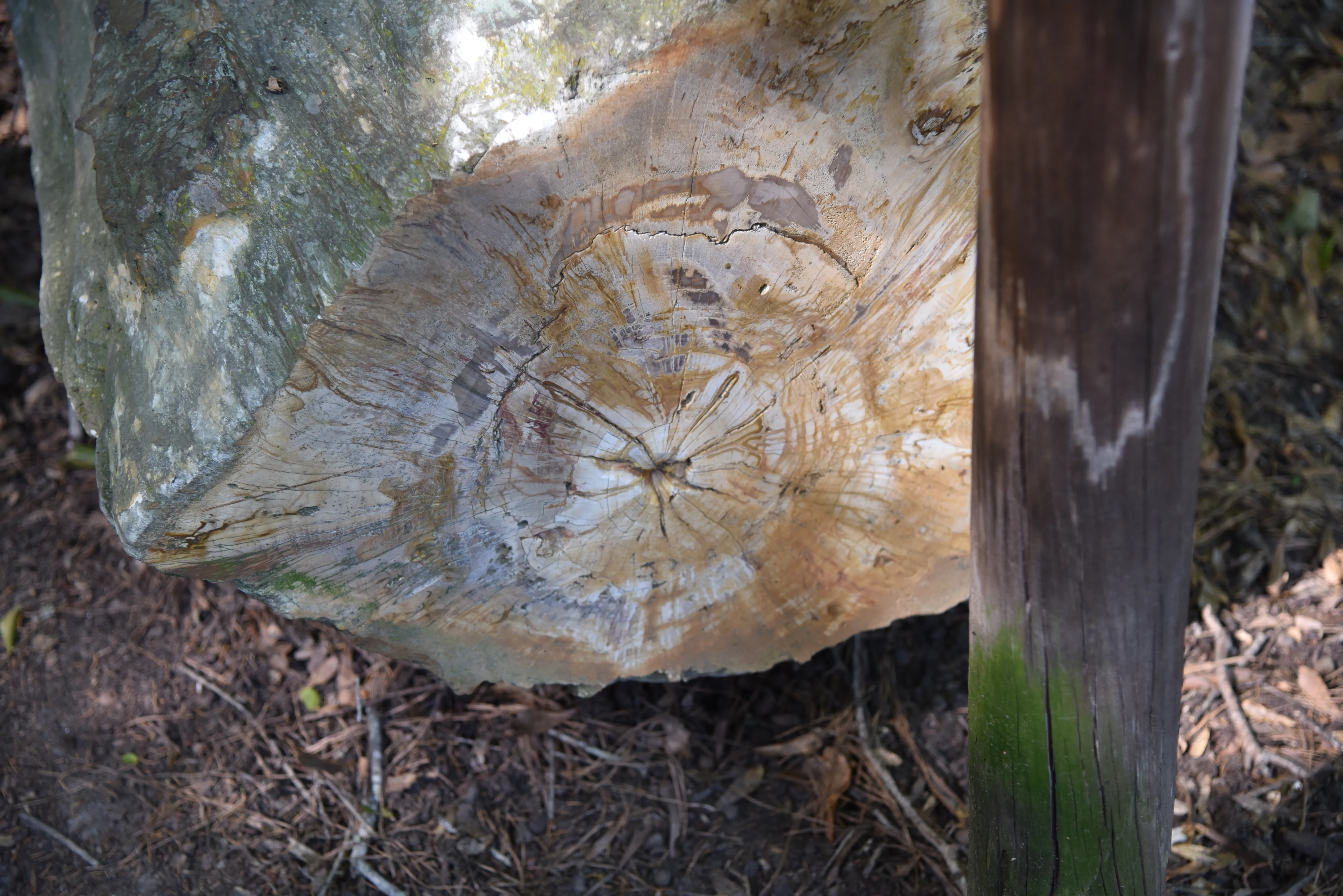 Walk Through the Mississippi Petrified Forest