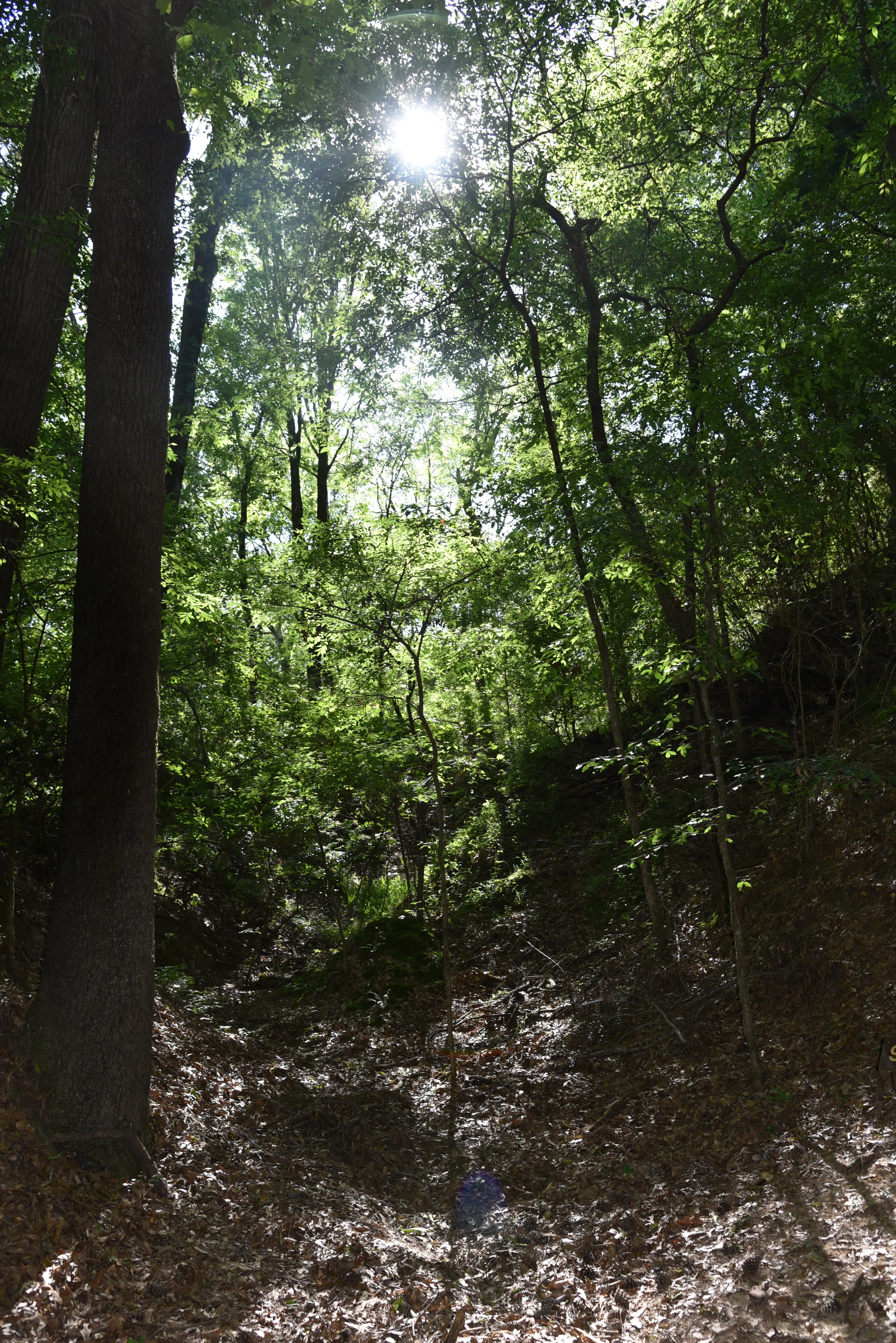 Walk Through the Mississippi Petrified Forest