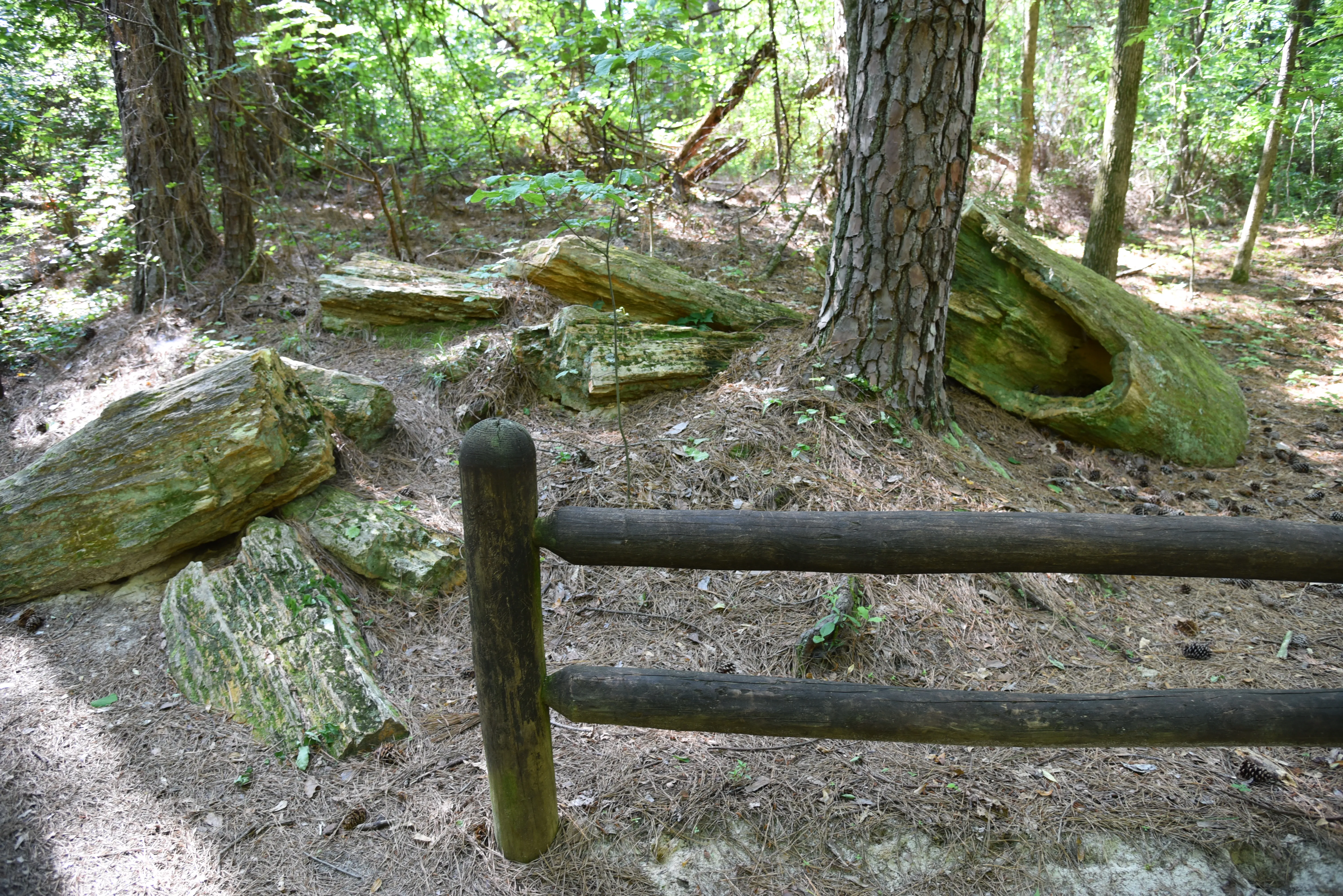Walk Through the Mississippi Petrified Forest