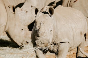 A South African Adventure: An Up-close Rhino Encounter