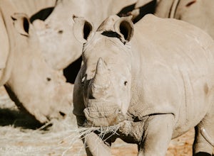 A South African Adventure: An Up-close Rhino Encounter