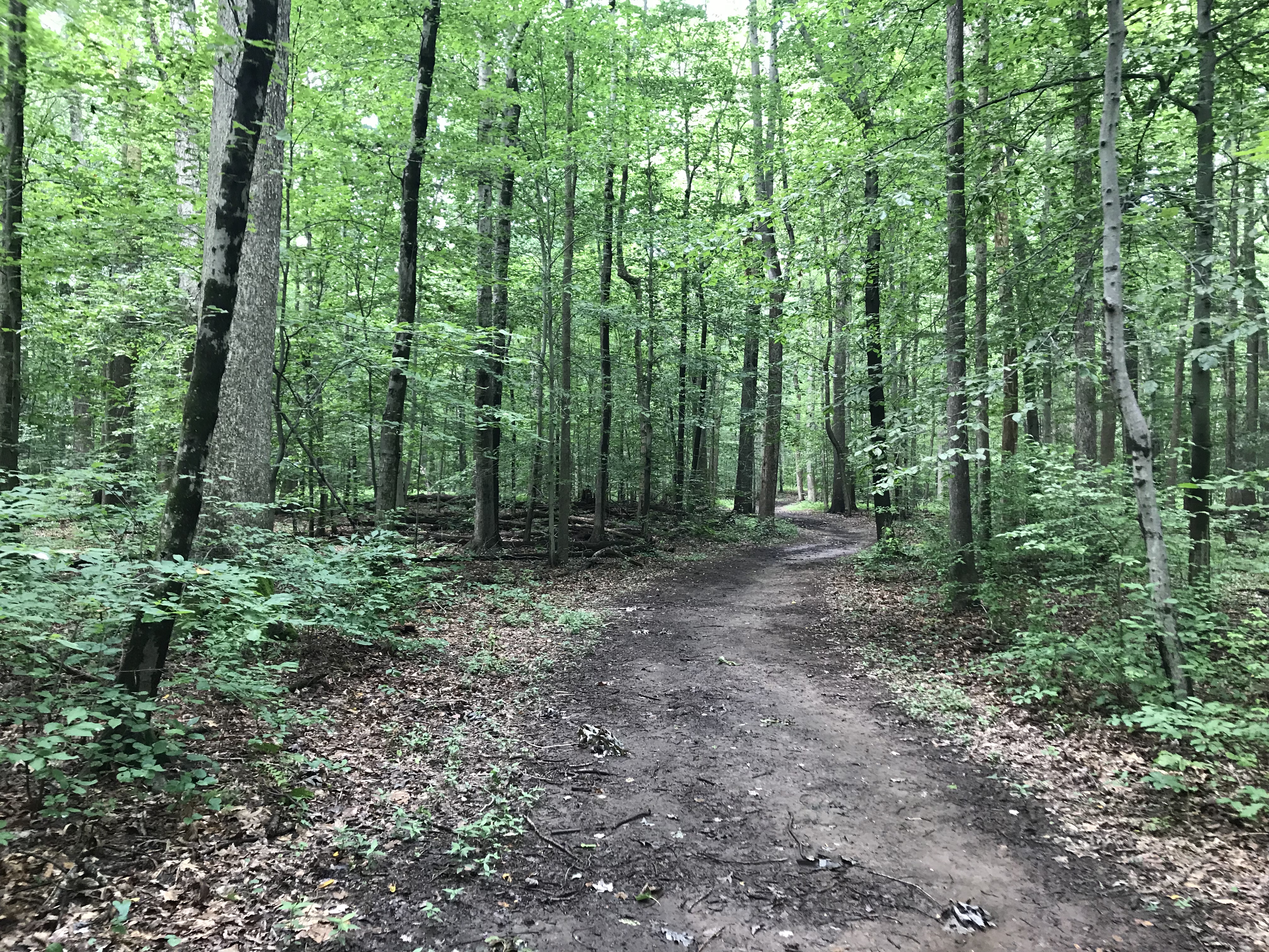 Princeton Battlefield Park Suspension Bridge