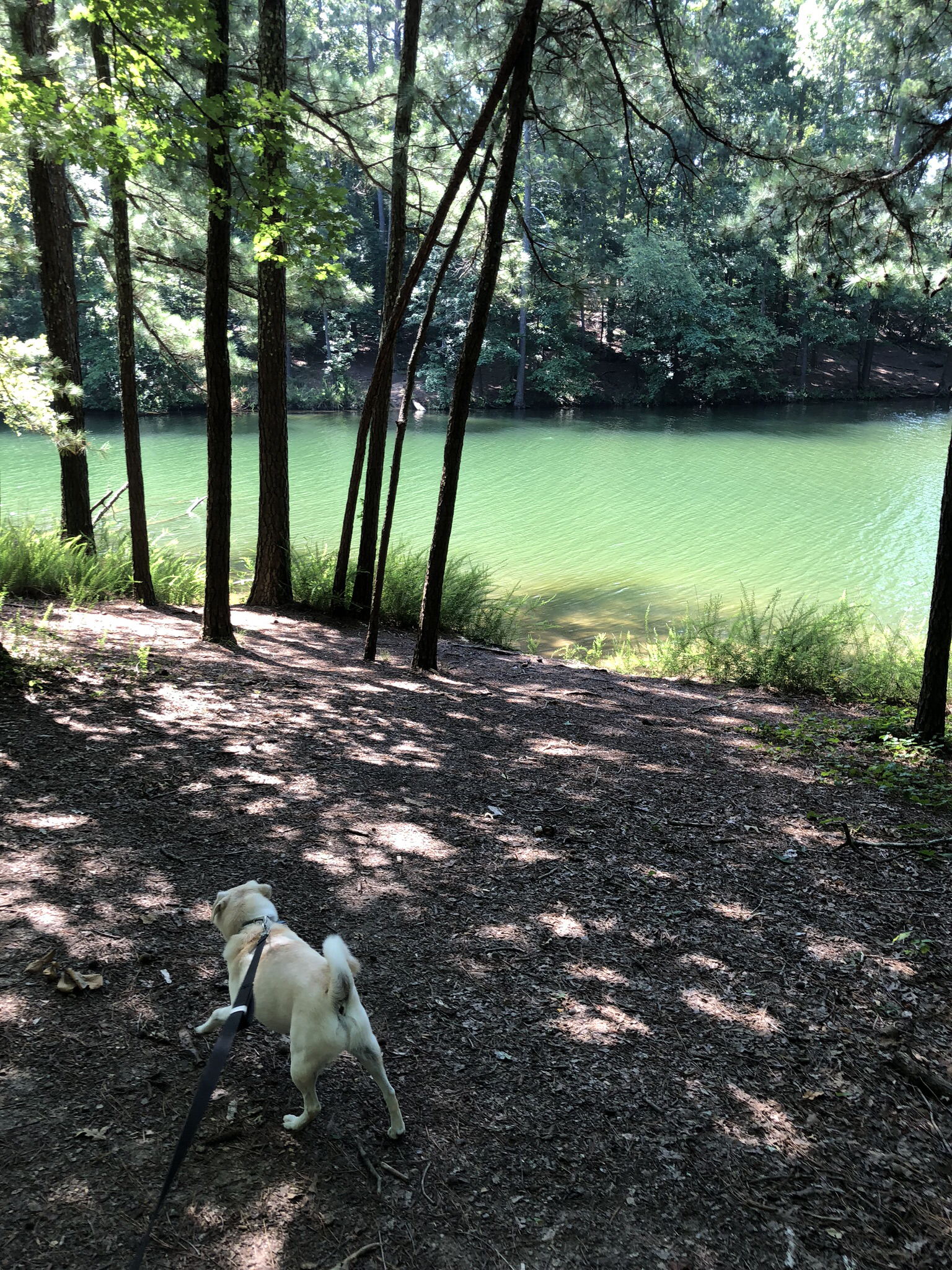 Hike and Swim at Red Top Mountain