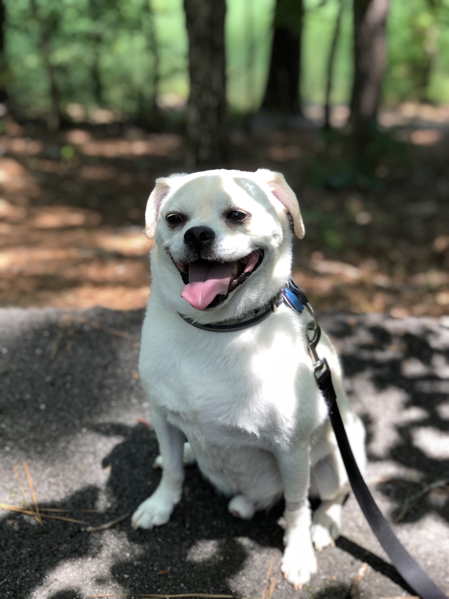 Hike and Swim at Red Top Mountain