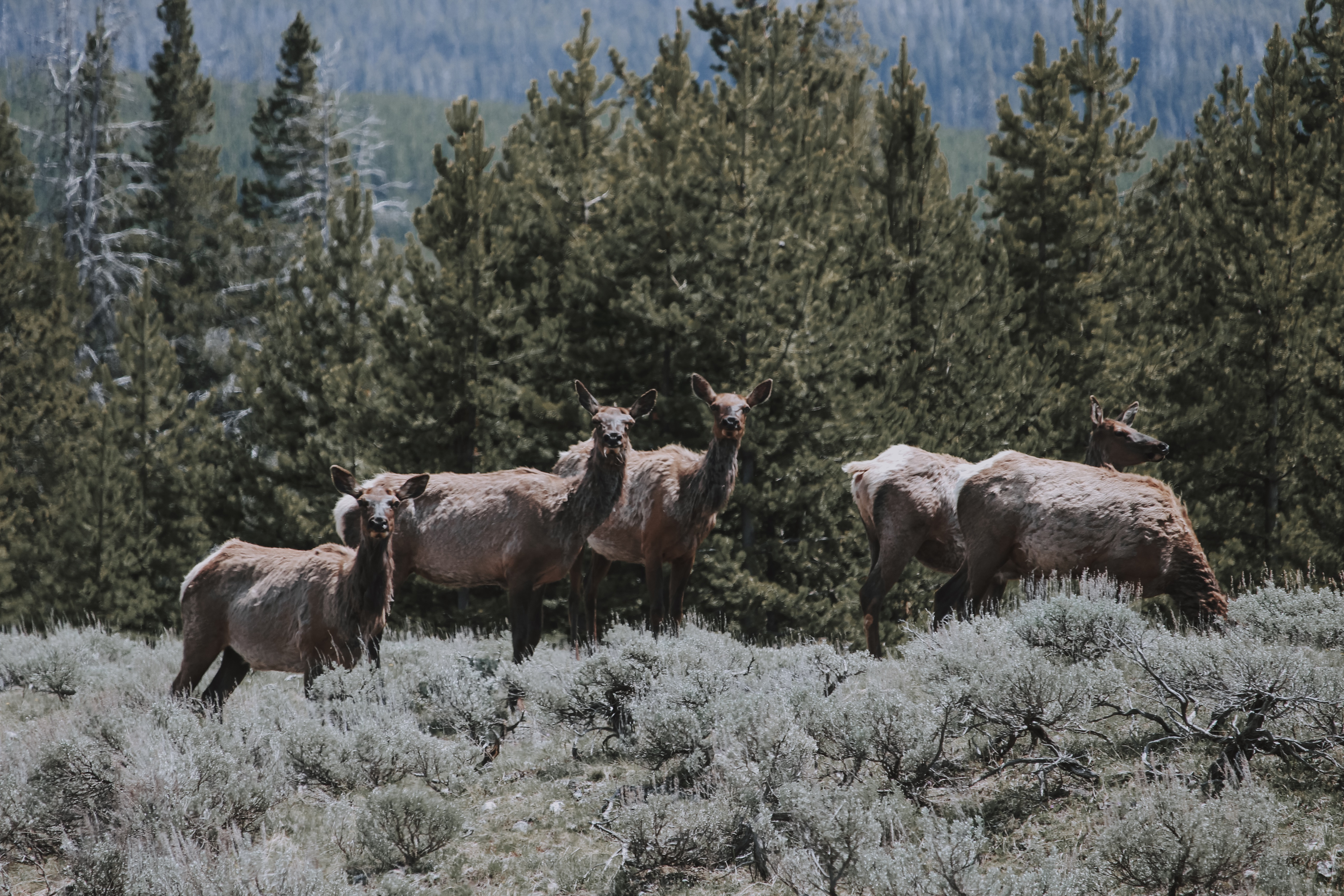 Winter Wildlife Photography in Grand Teton National Park 