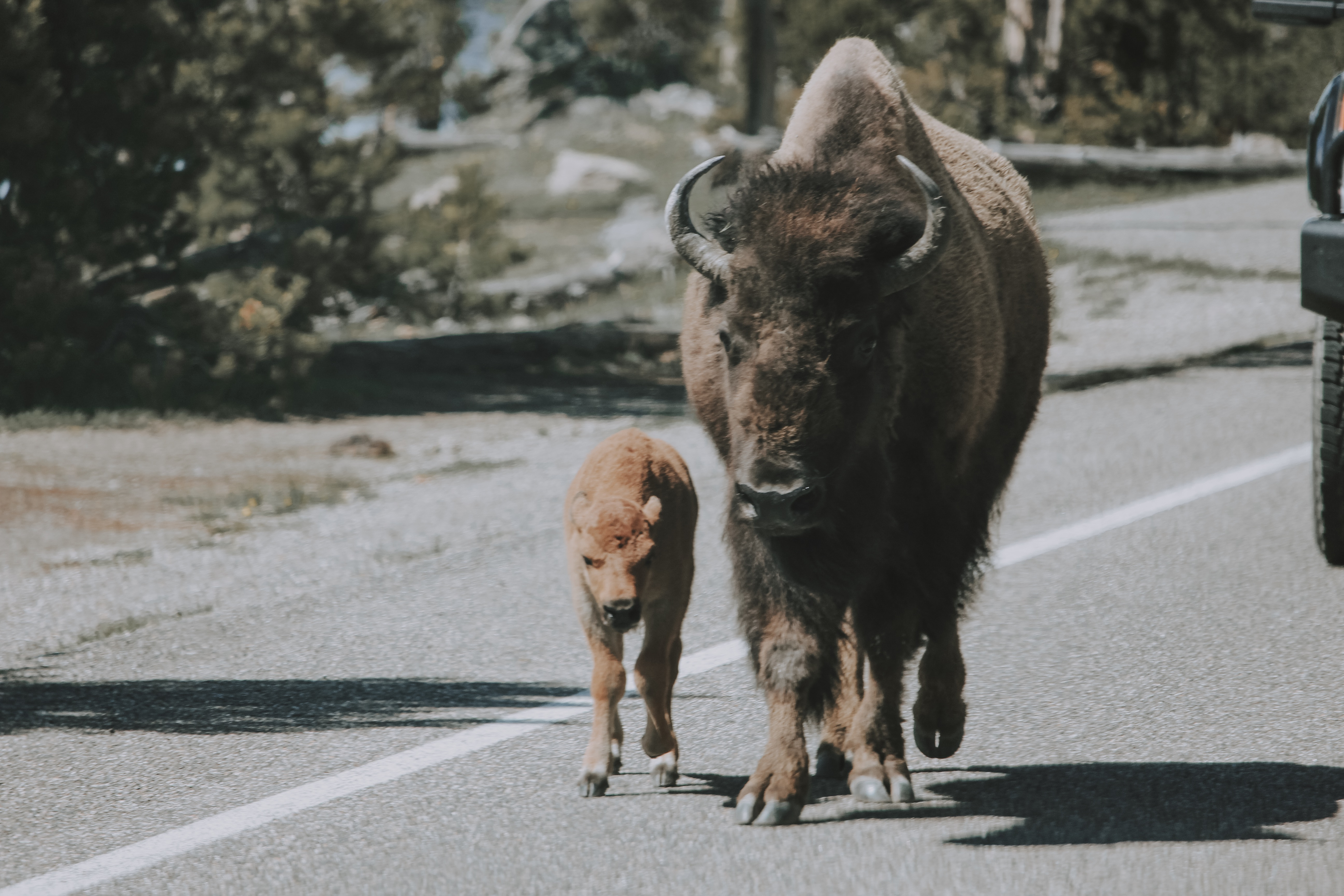 Winter Wildlife Photography in Grand Teton National Park 