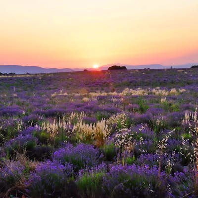 Photograph the Lavender fields of Plateau de Valensole