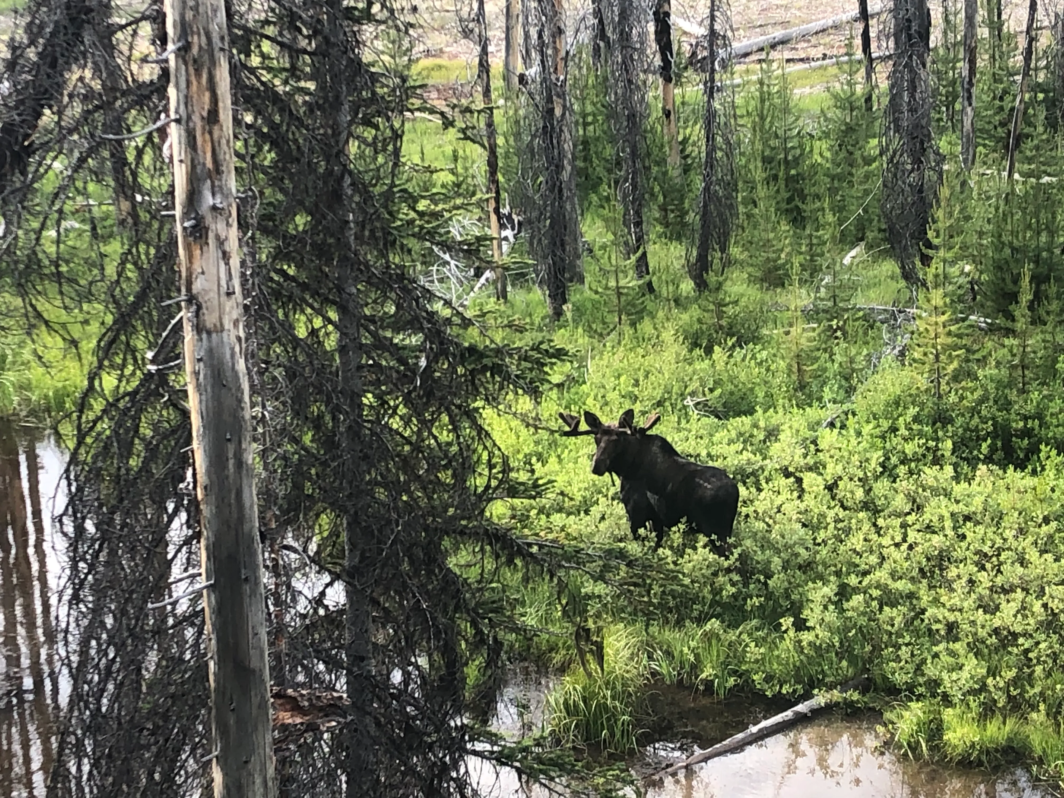 Hike to Loon Lake