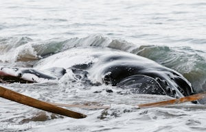 A South African Adventure: The Whale Truth