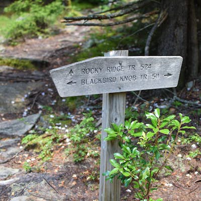 Dolly Sods Wilderness North Loop via Rocky Ridge Trail