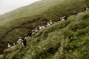 Exploring The Islands Of Mykines In The Faroe Islands
