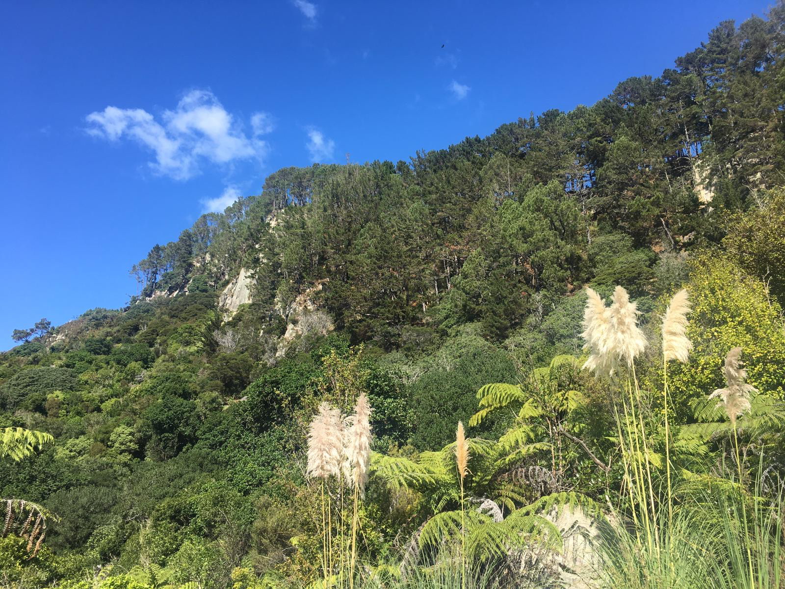 Cathedral Cove