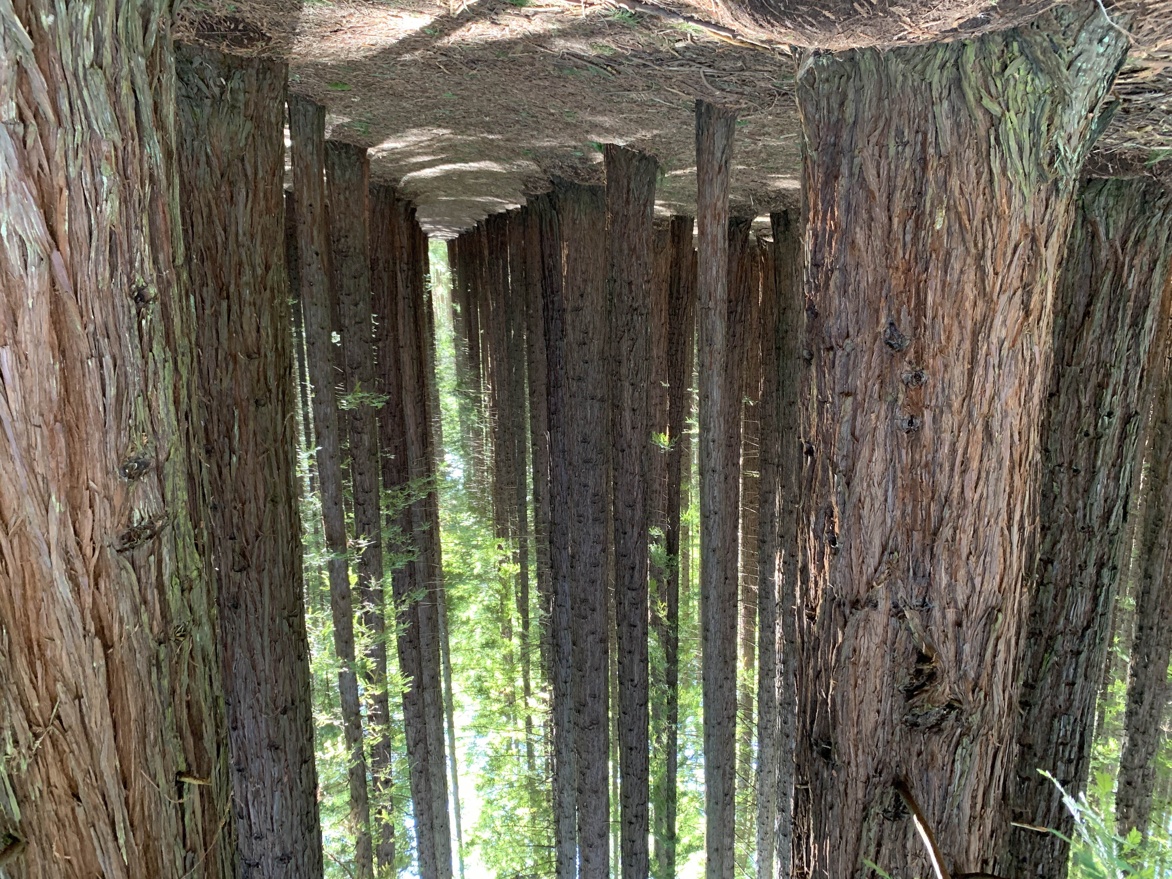 Explore Warburton's Sequoia Forest
