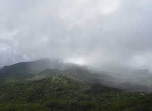How El Yunque National Forest is still recovering from Hurricane Maria