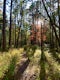 Hike the Whispering Pines Loop