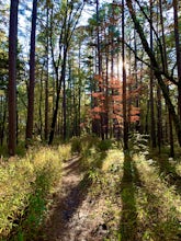 Hike the Whispering Pines Loop