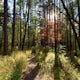 Hike the Whispering Pines Loop