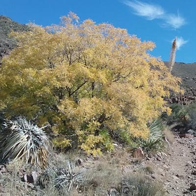 Hike to West Cottonwood Springs Trail