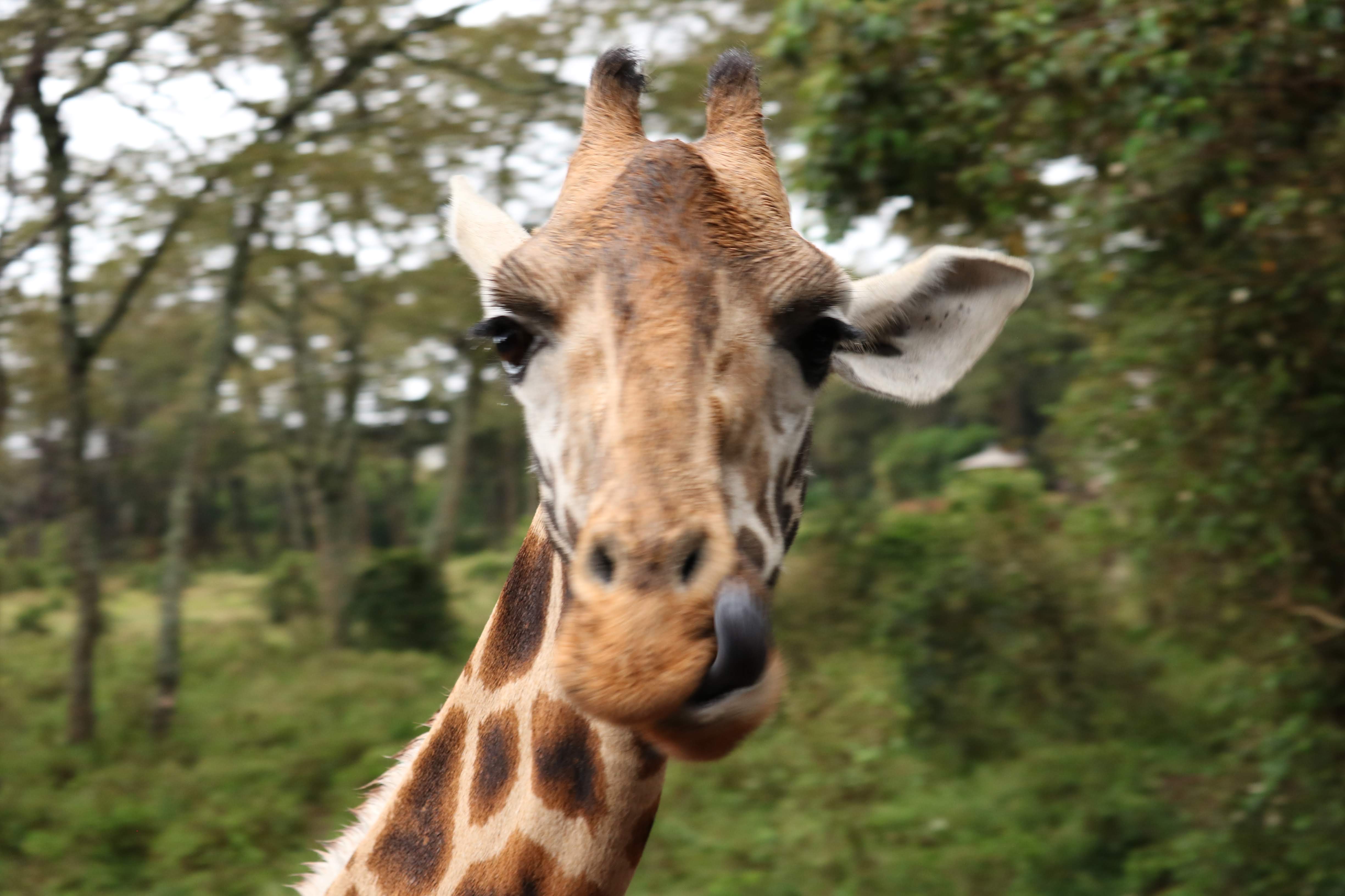Visit the Giraffe Centre