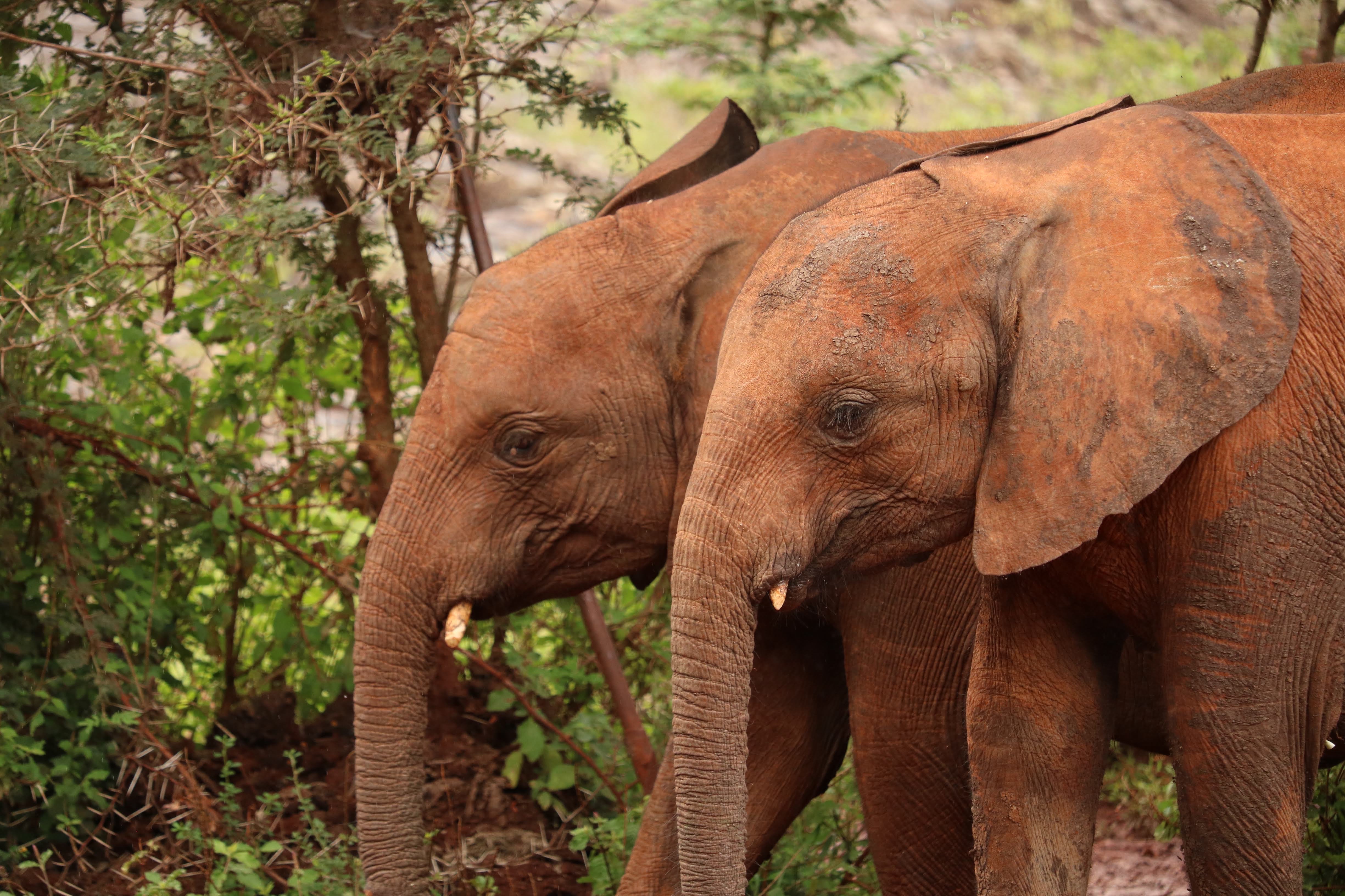 Visit the David Sheldrick Wildlife Trust