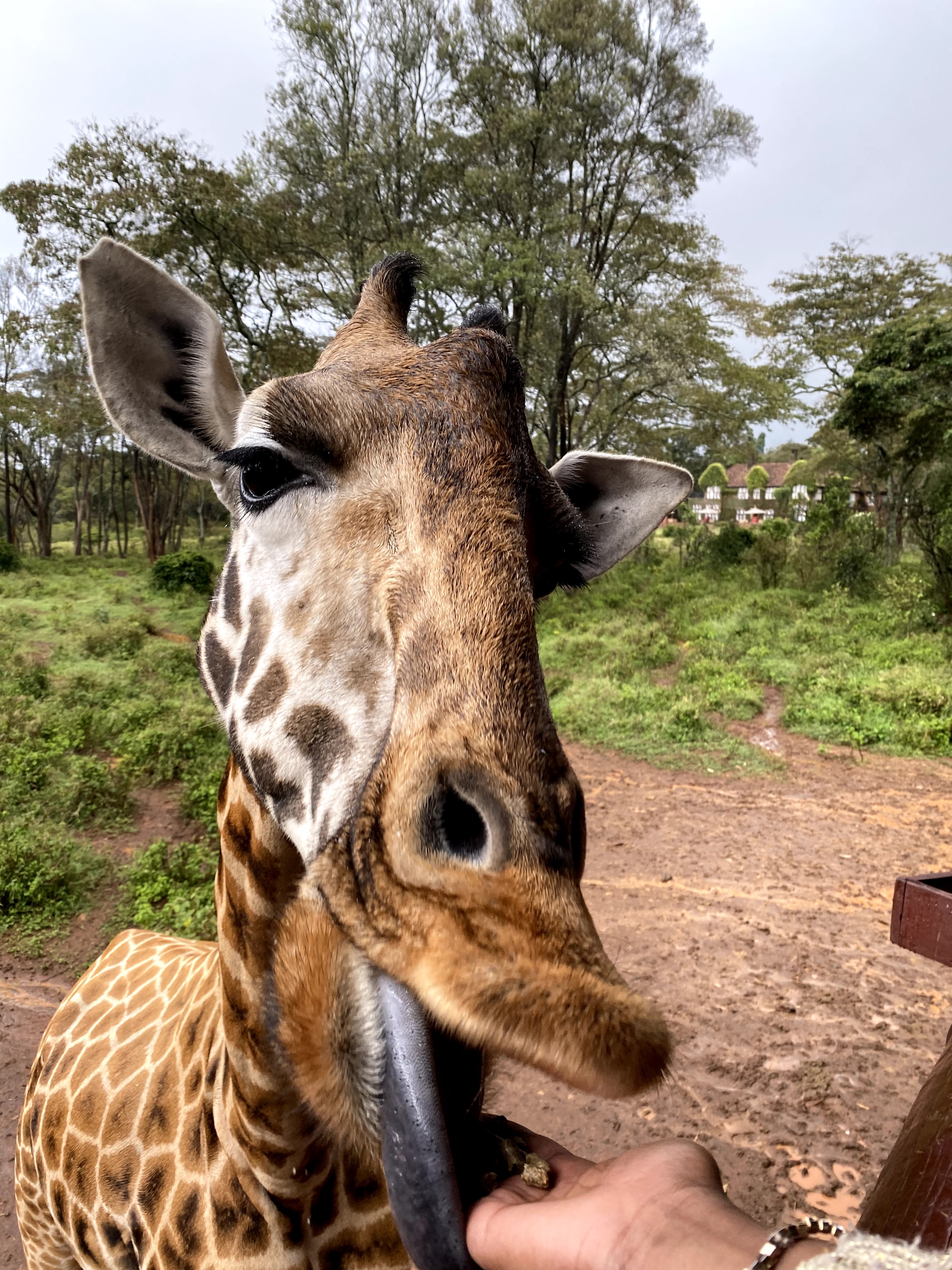 Visit the Giraffe Centre