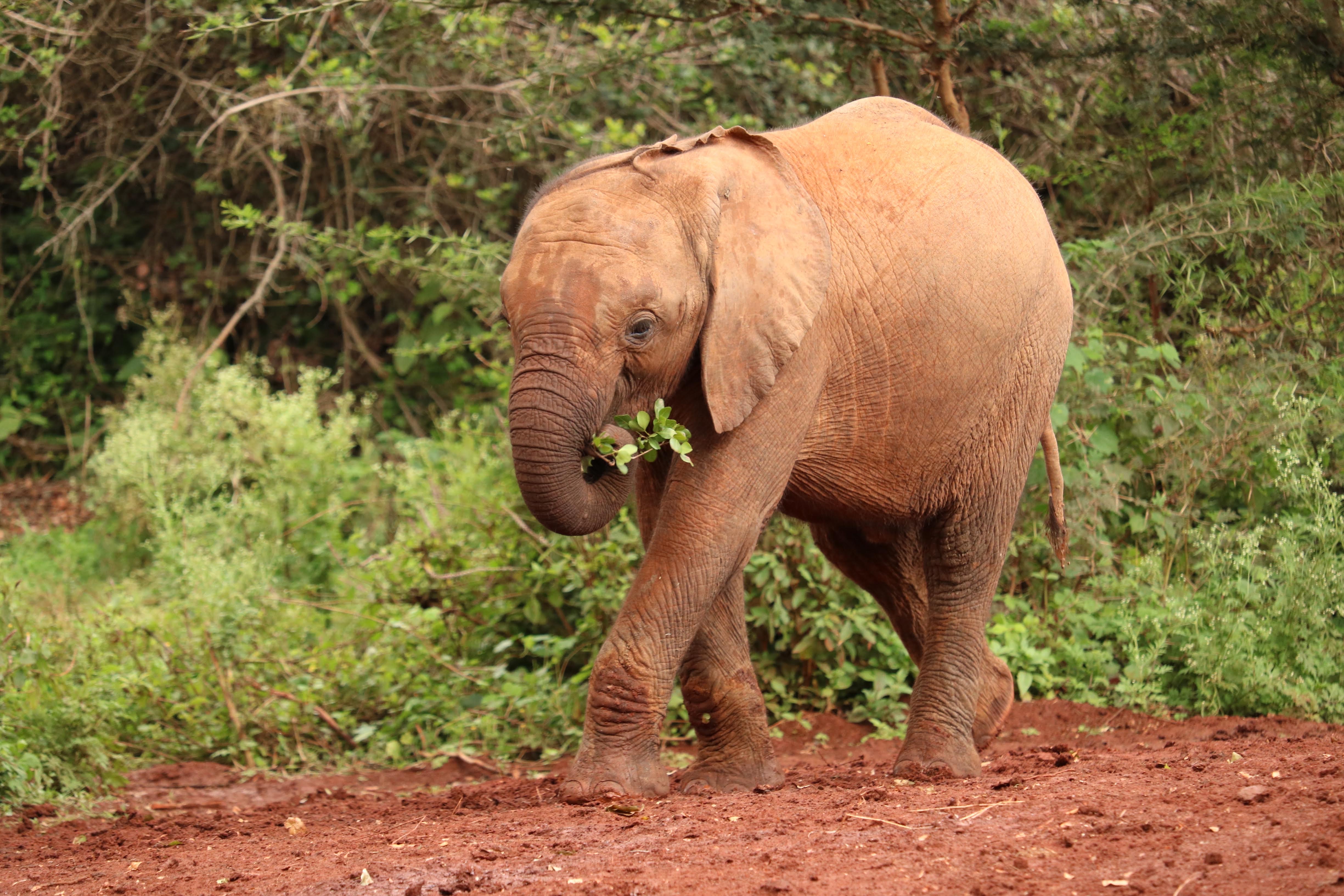 Visit the David Sheldrick Wildlife Trust